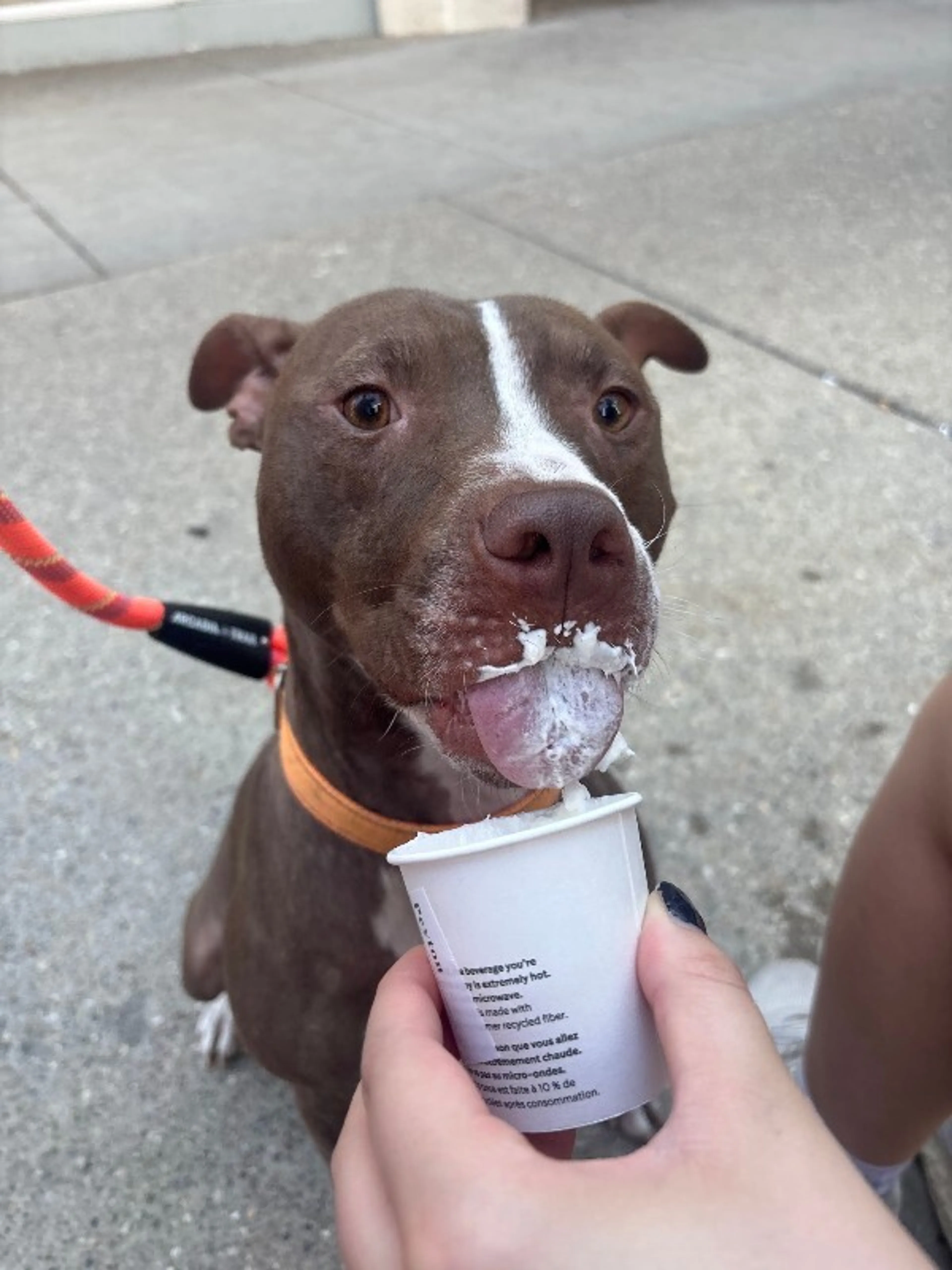 Found pet-3