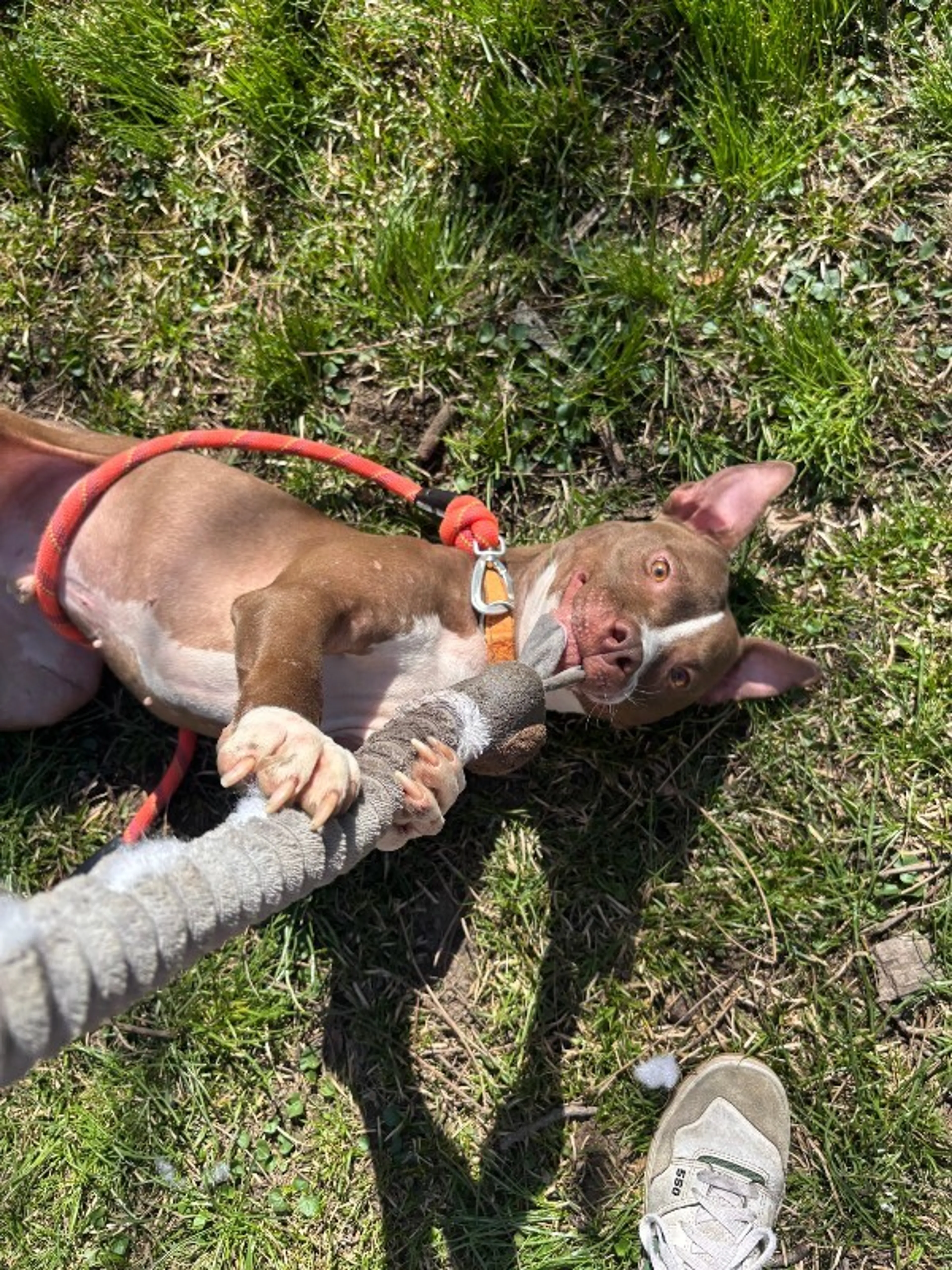 Found pet-1