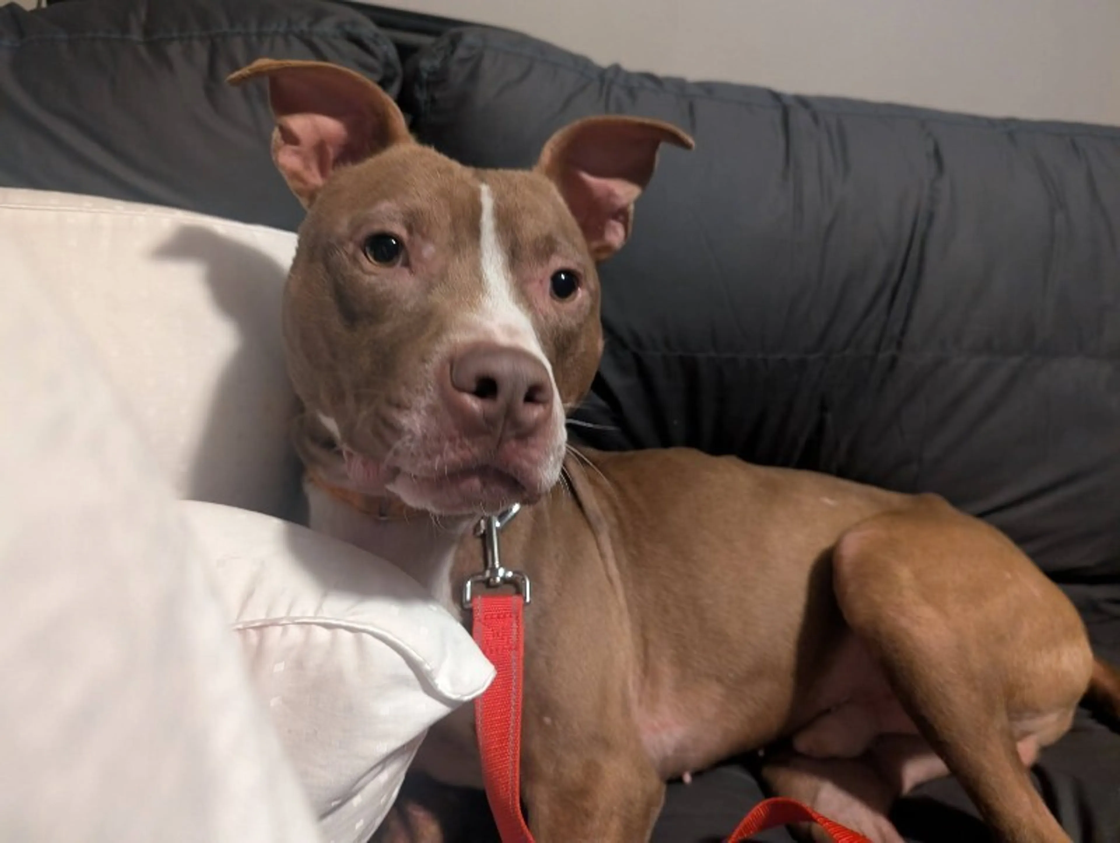Found pet-5