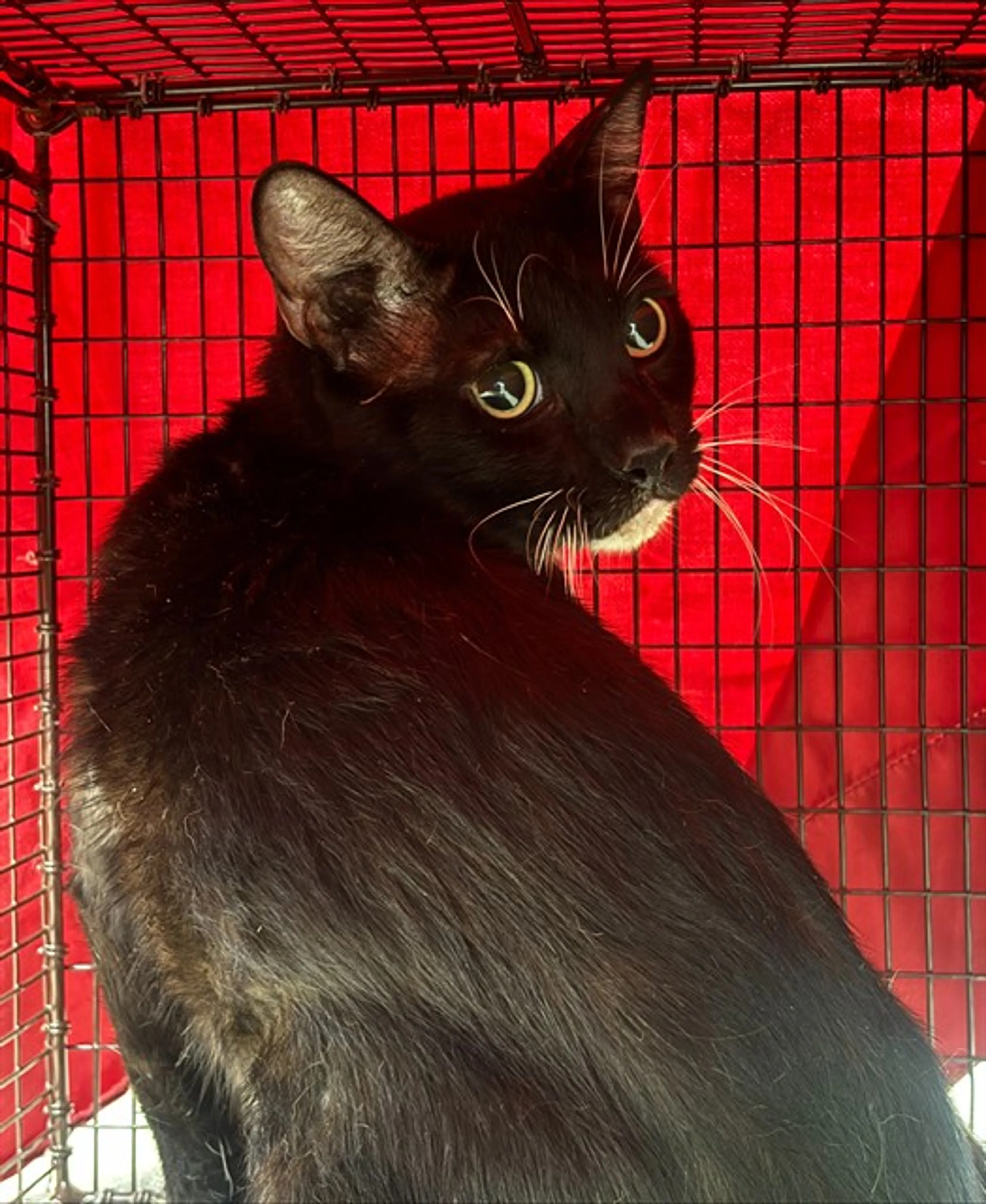 Found pet