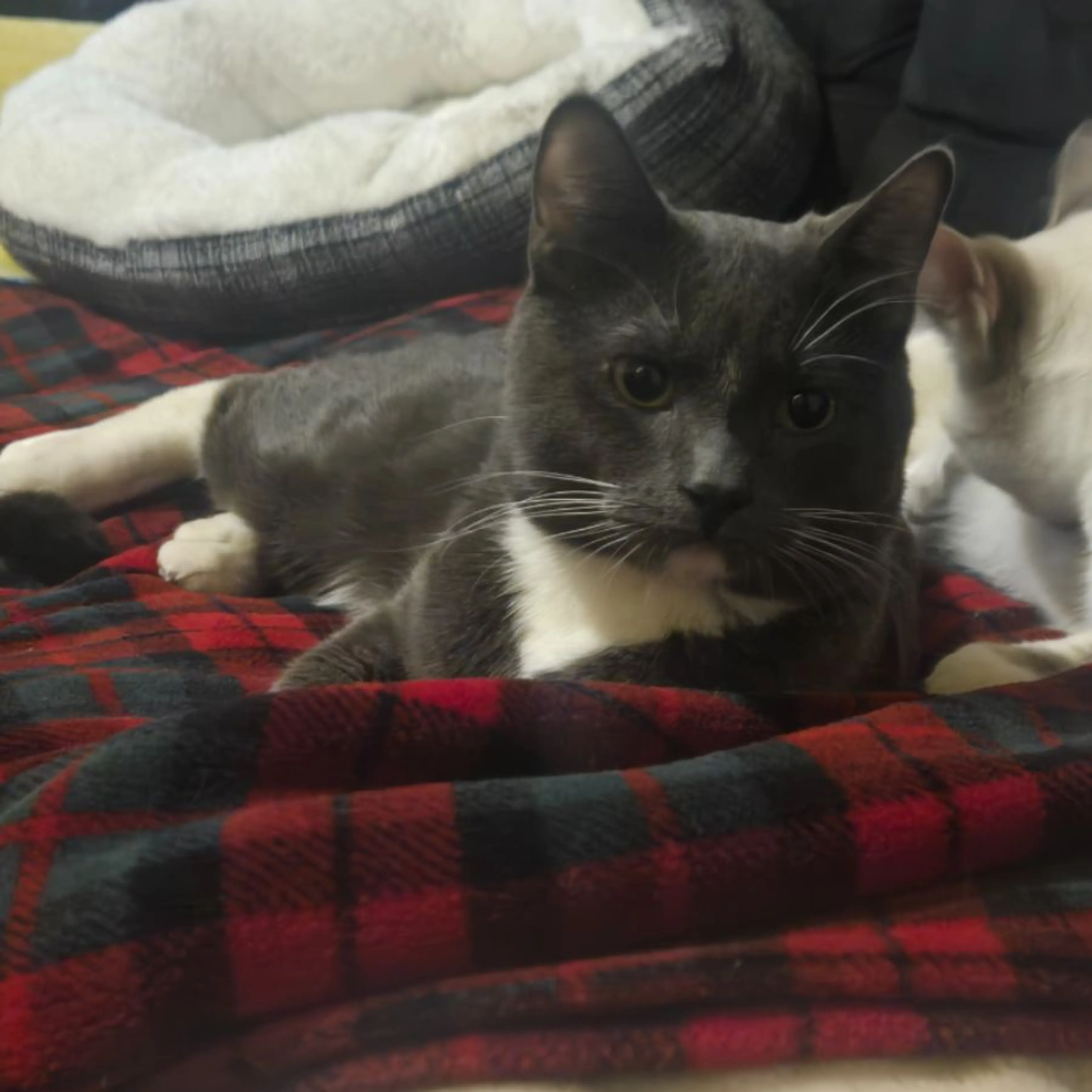 Lost pet