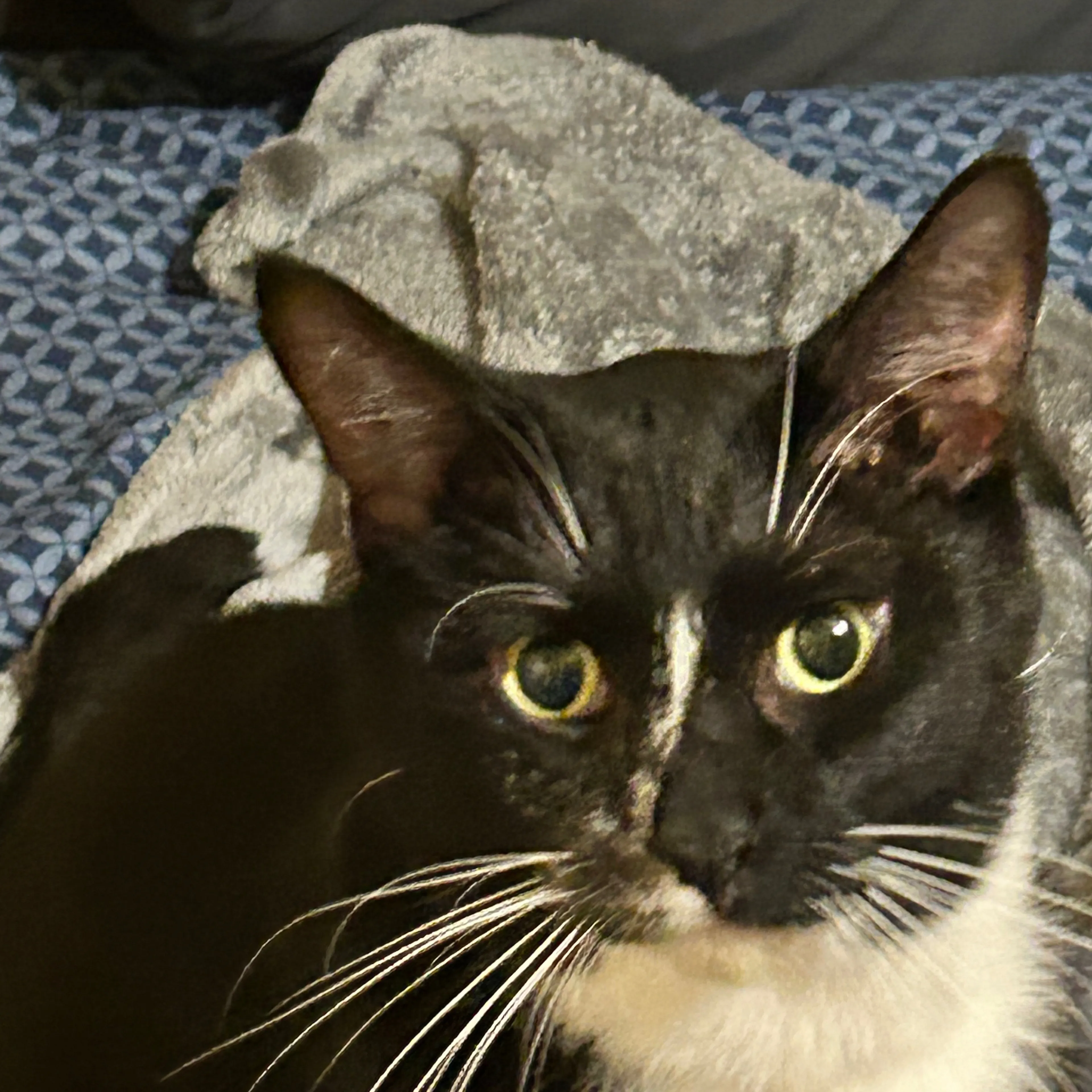 Lost pet-2