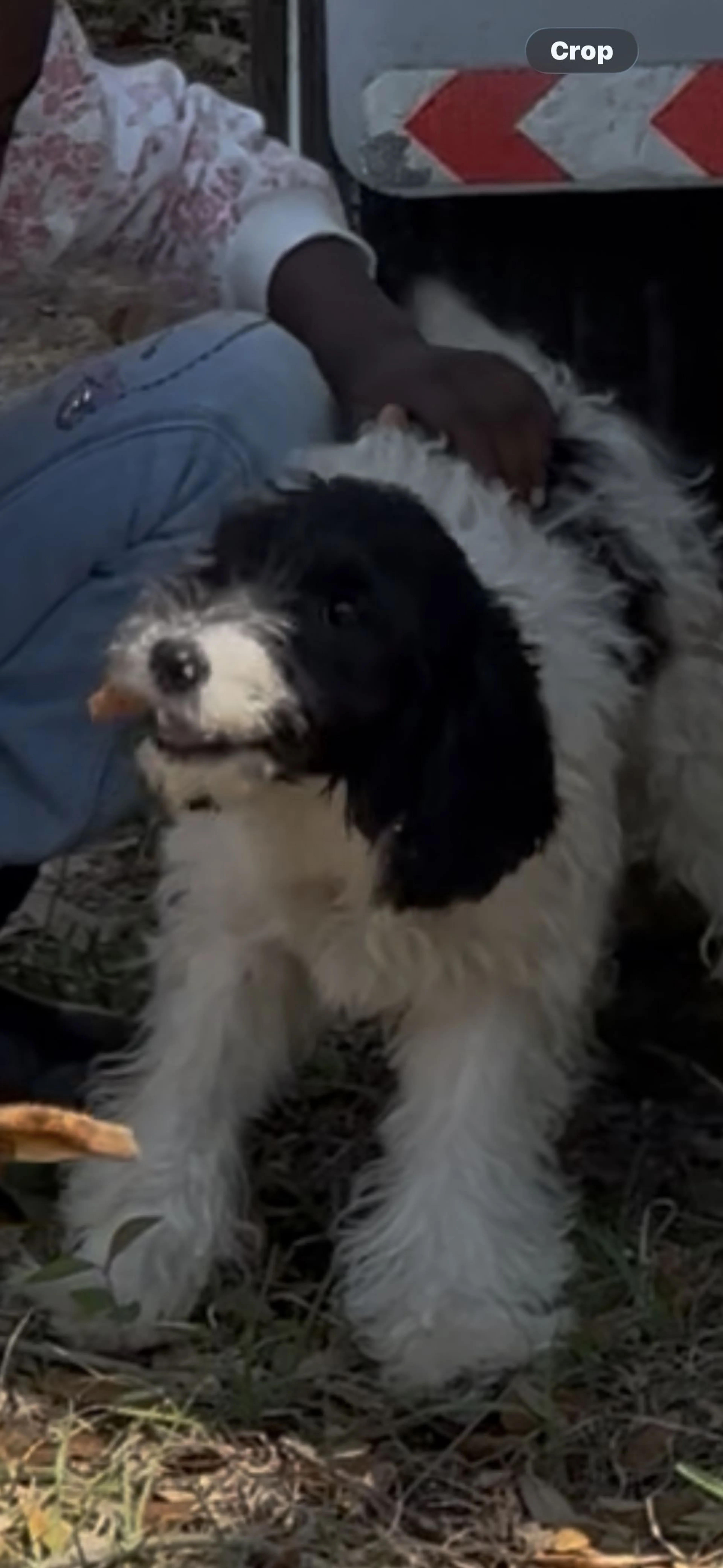 Lost pet