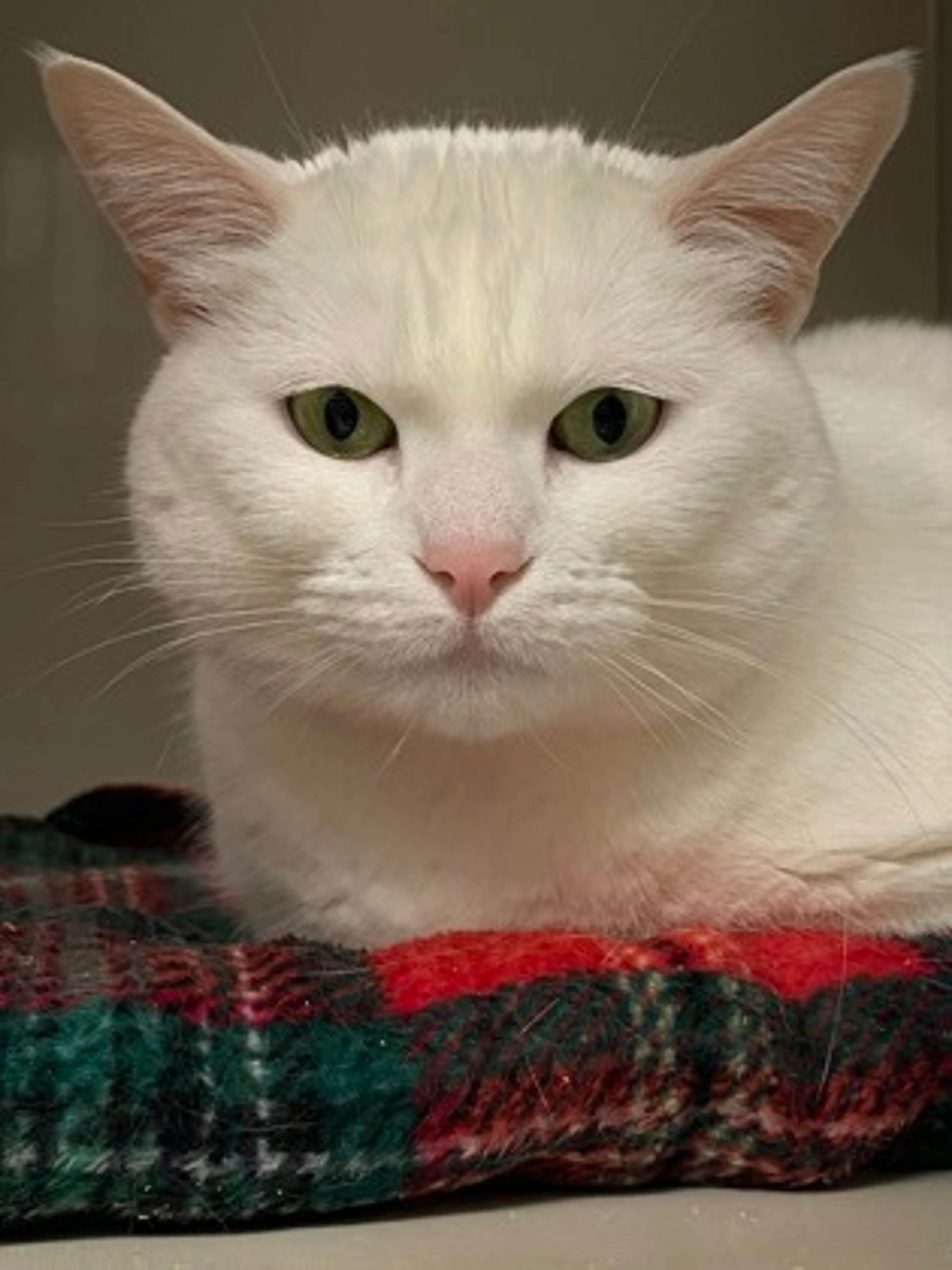 Found pet-2