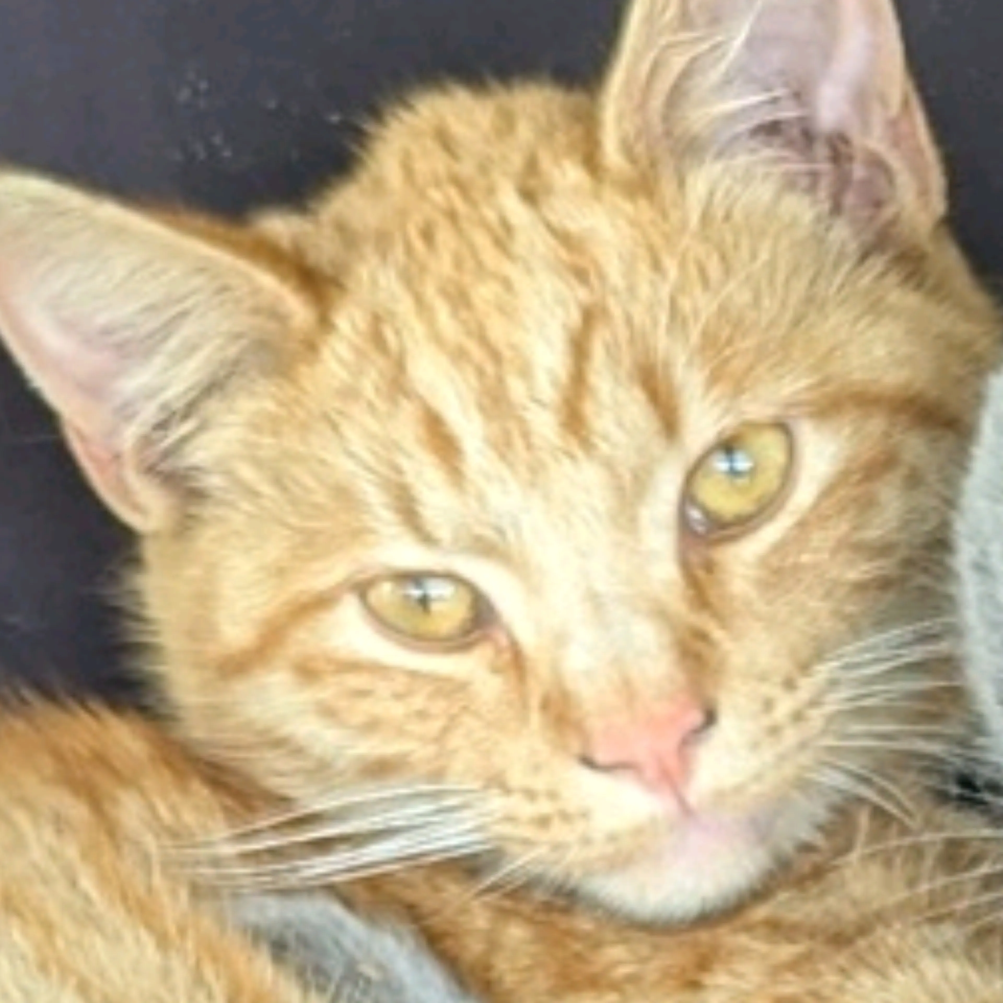 Lost pet-1