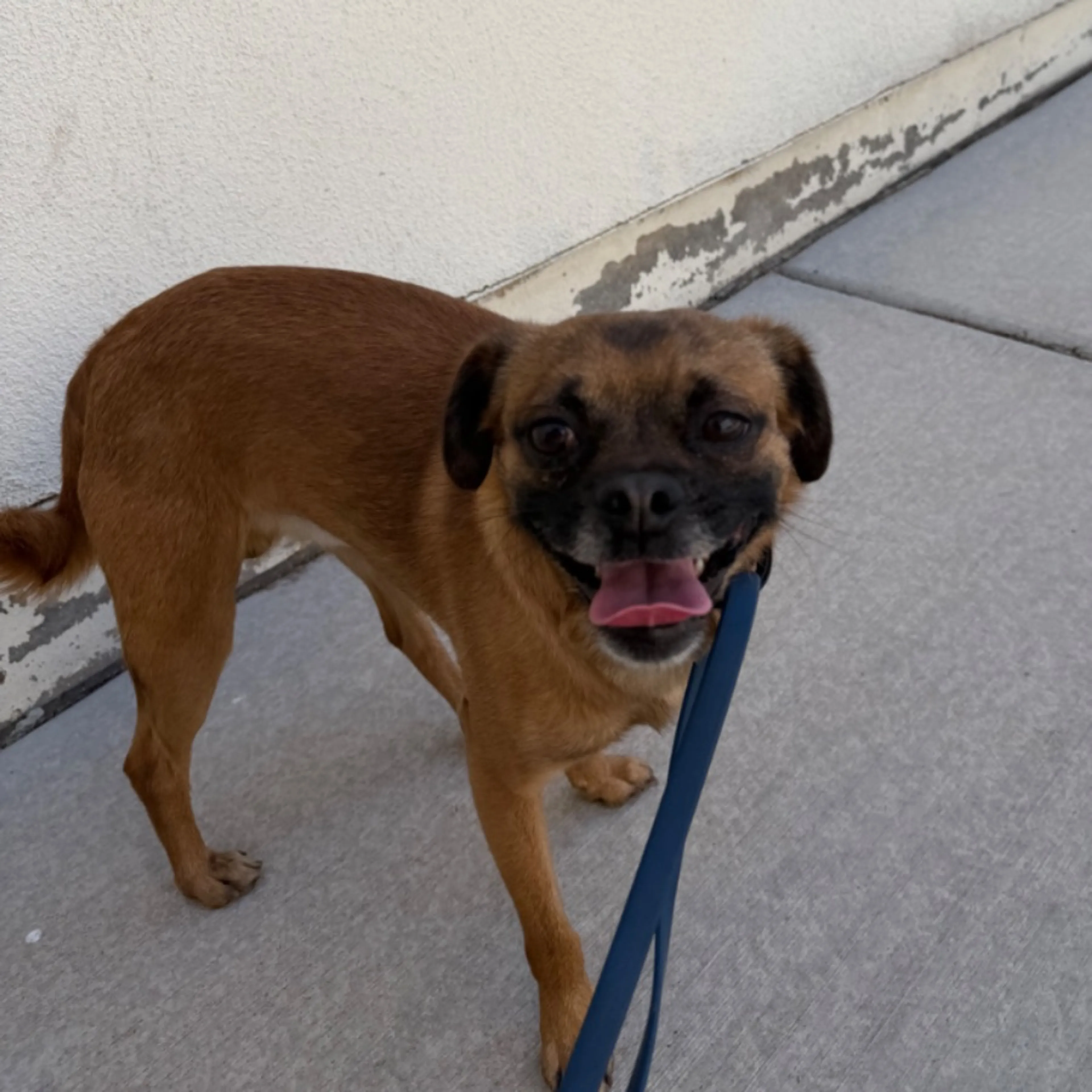 Found pet