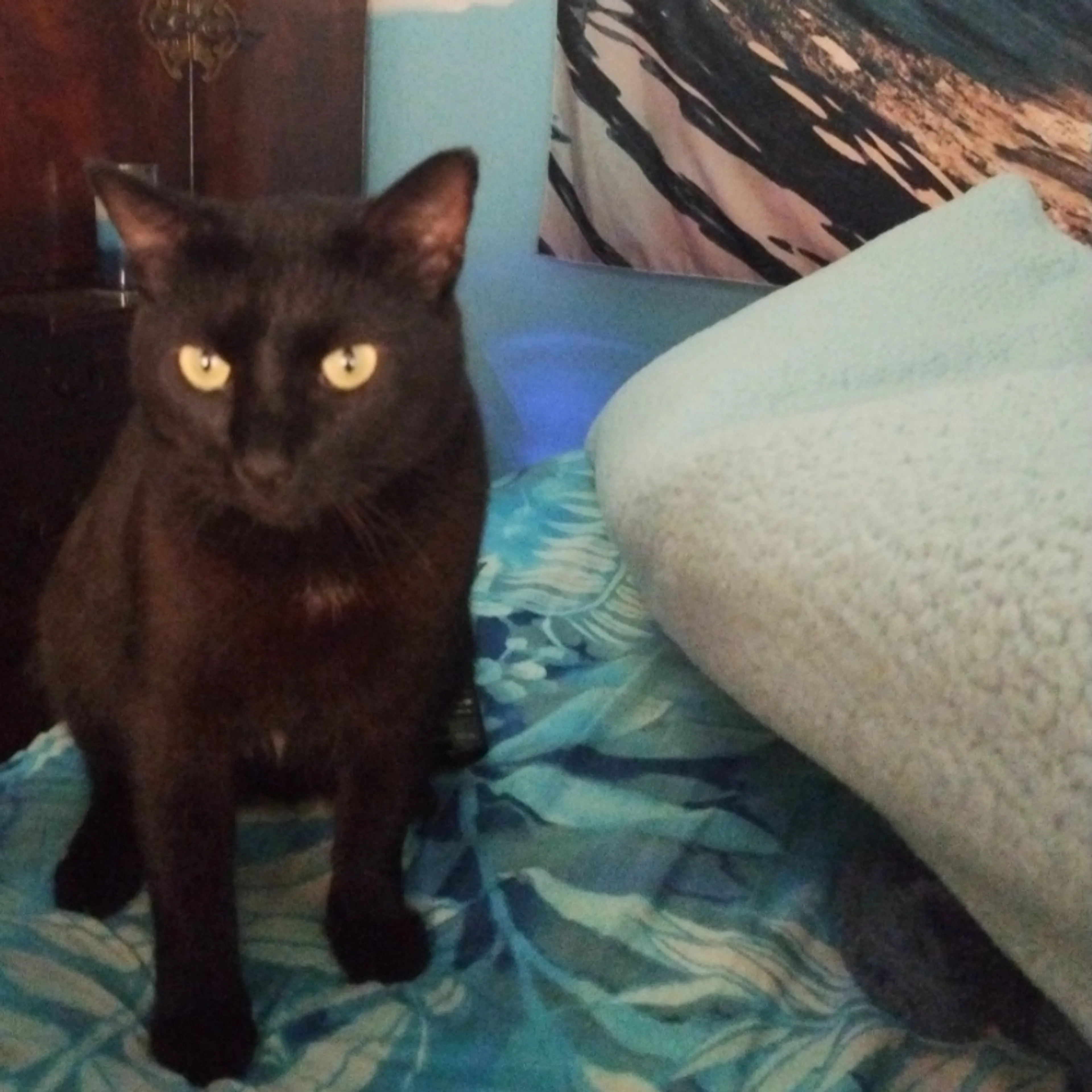 Lost pet-2