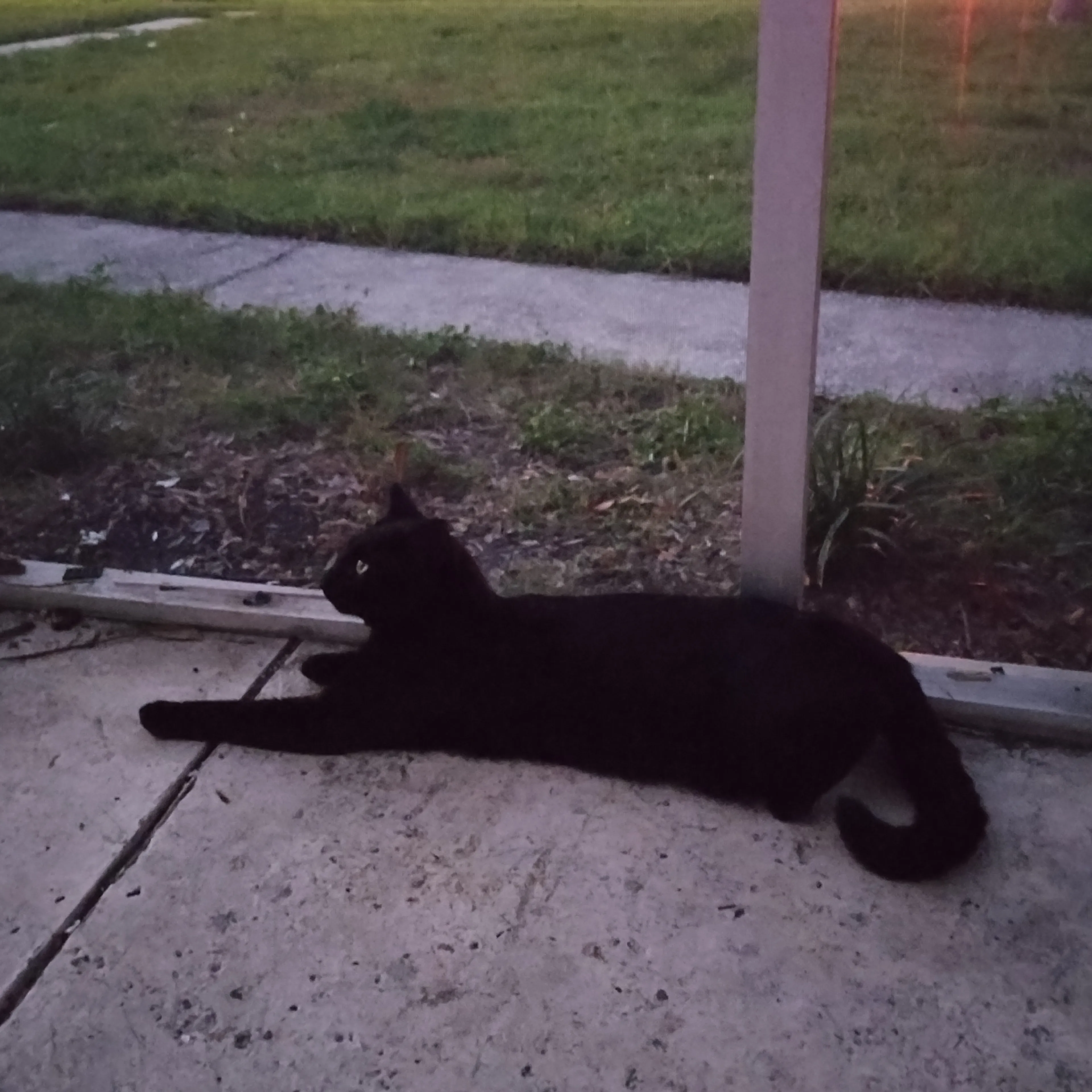 Lost pet-1