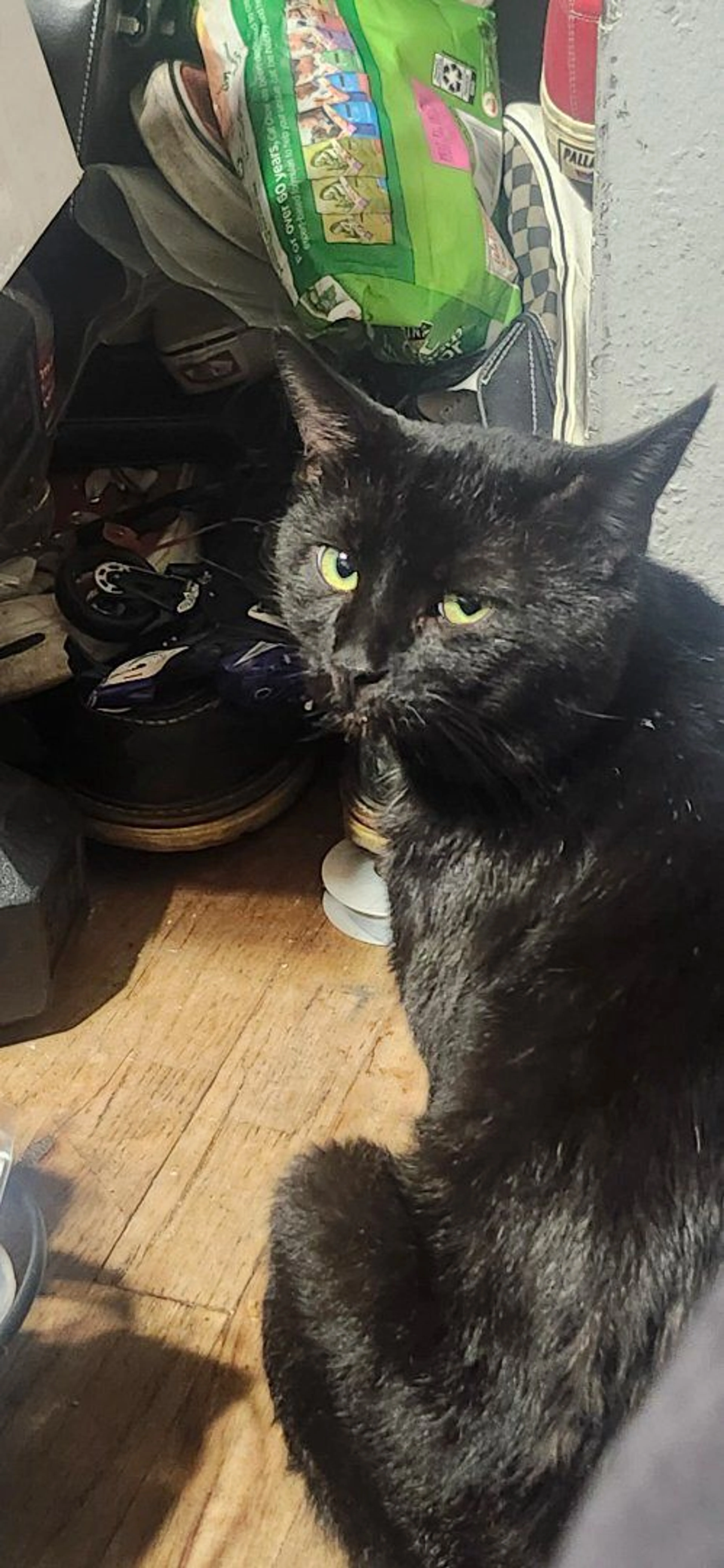 Lost pet-1