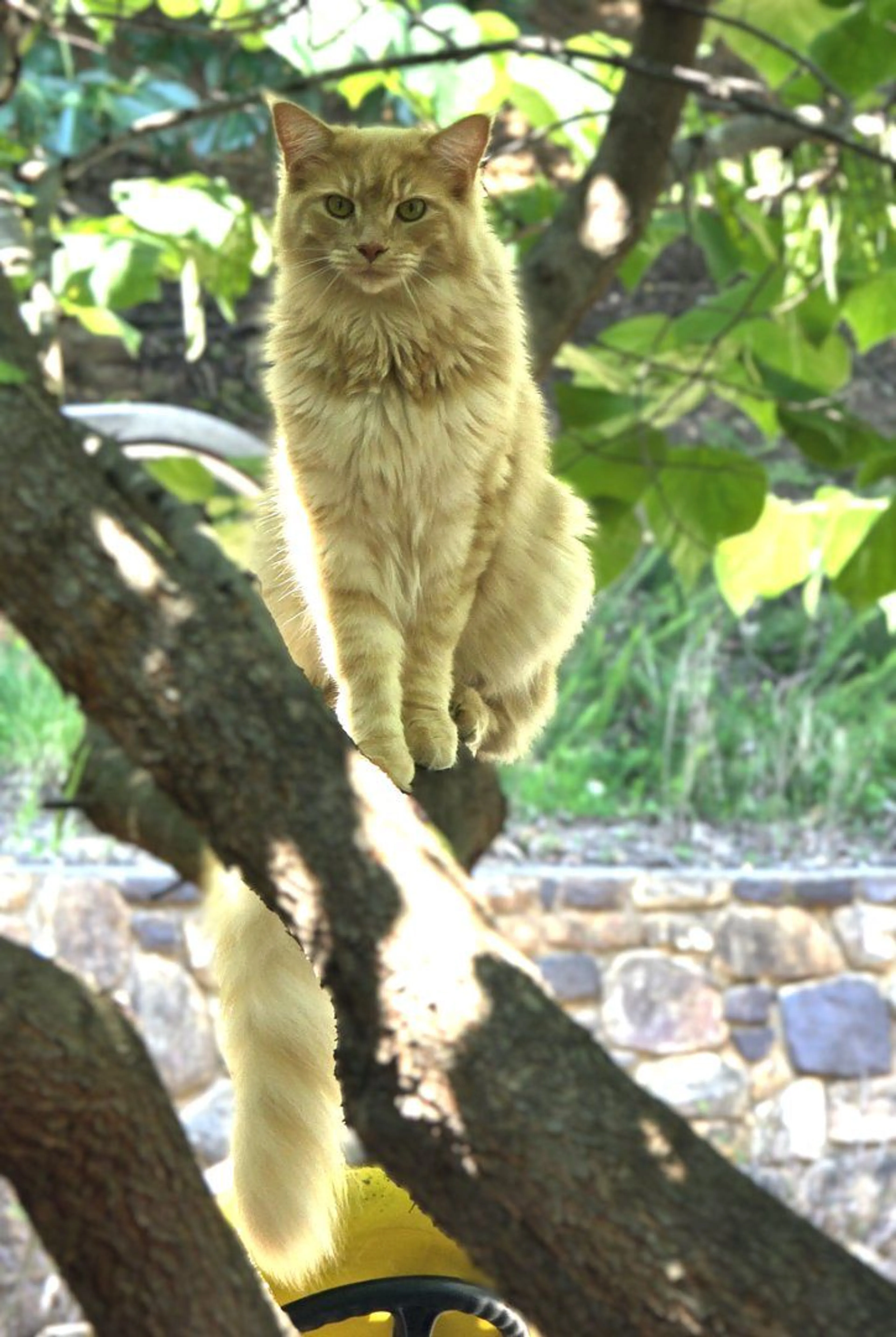 Lost pet-0