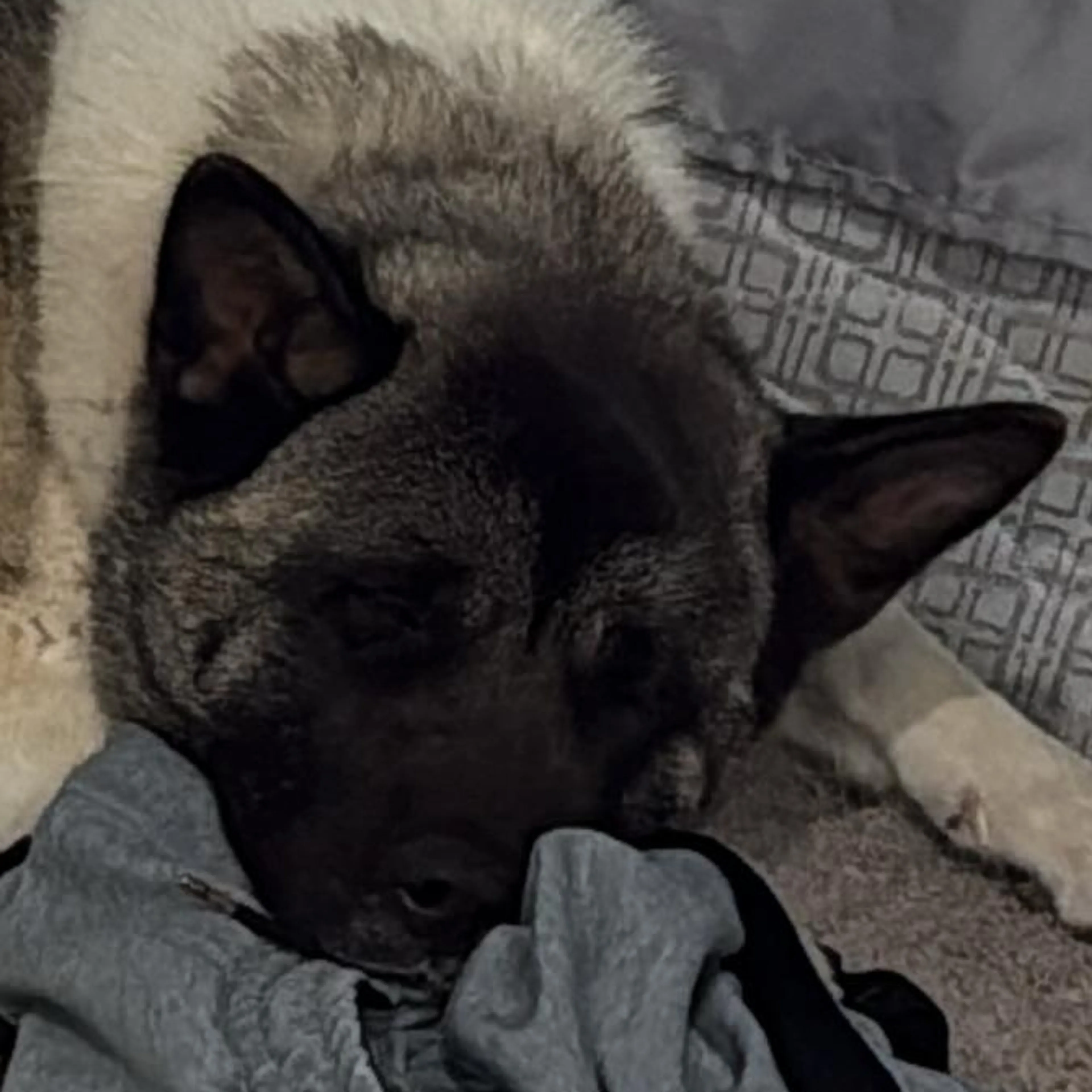 Lost pet-1