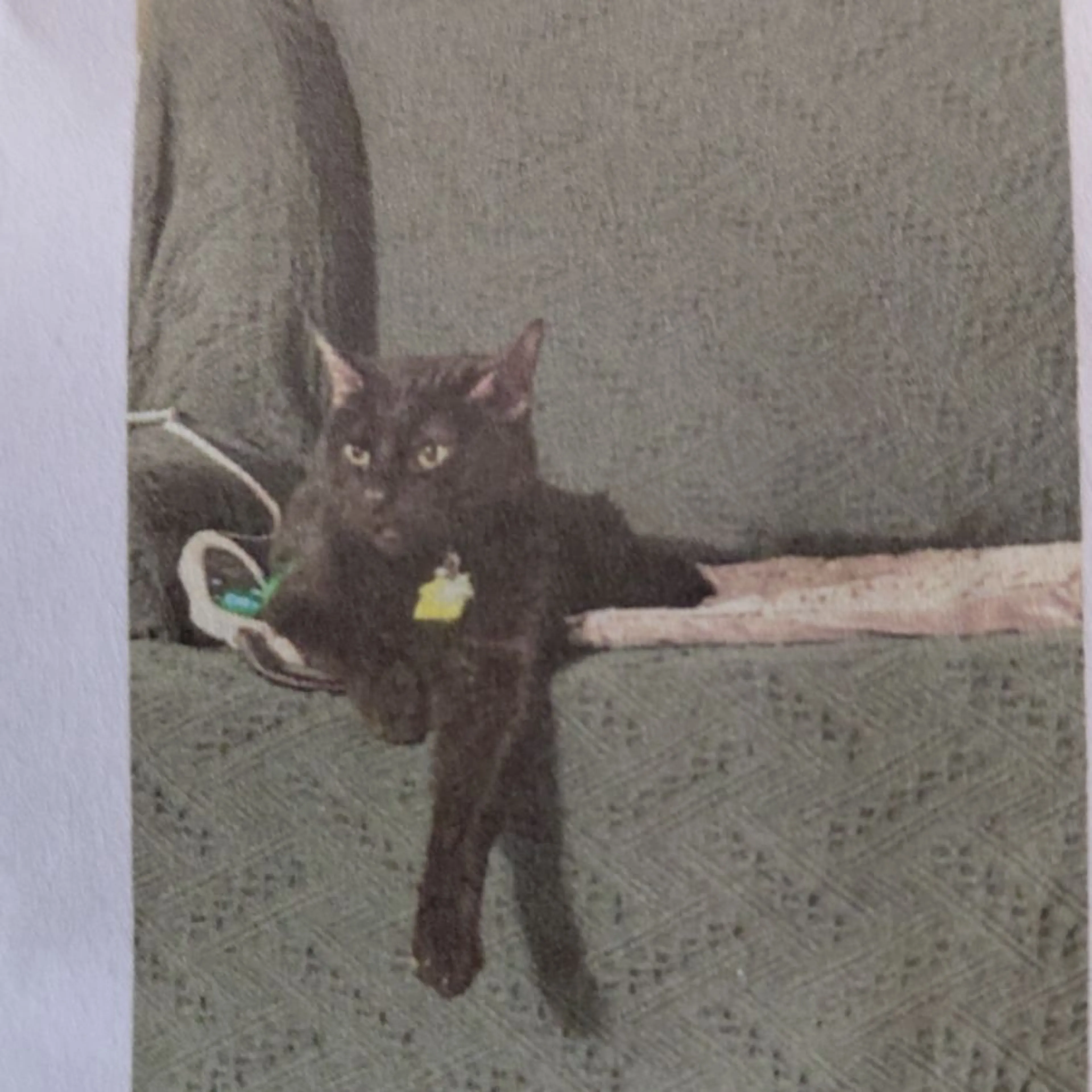 Lost pet