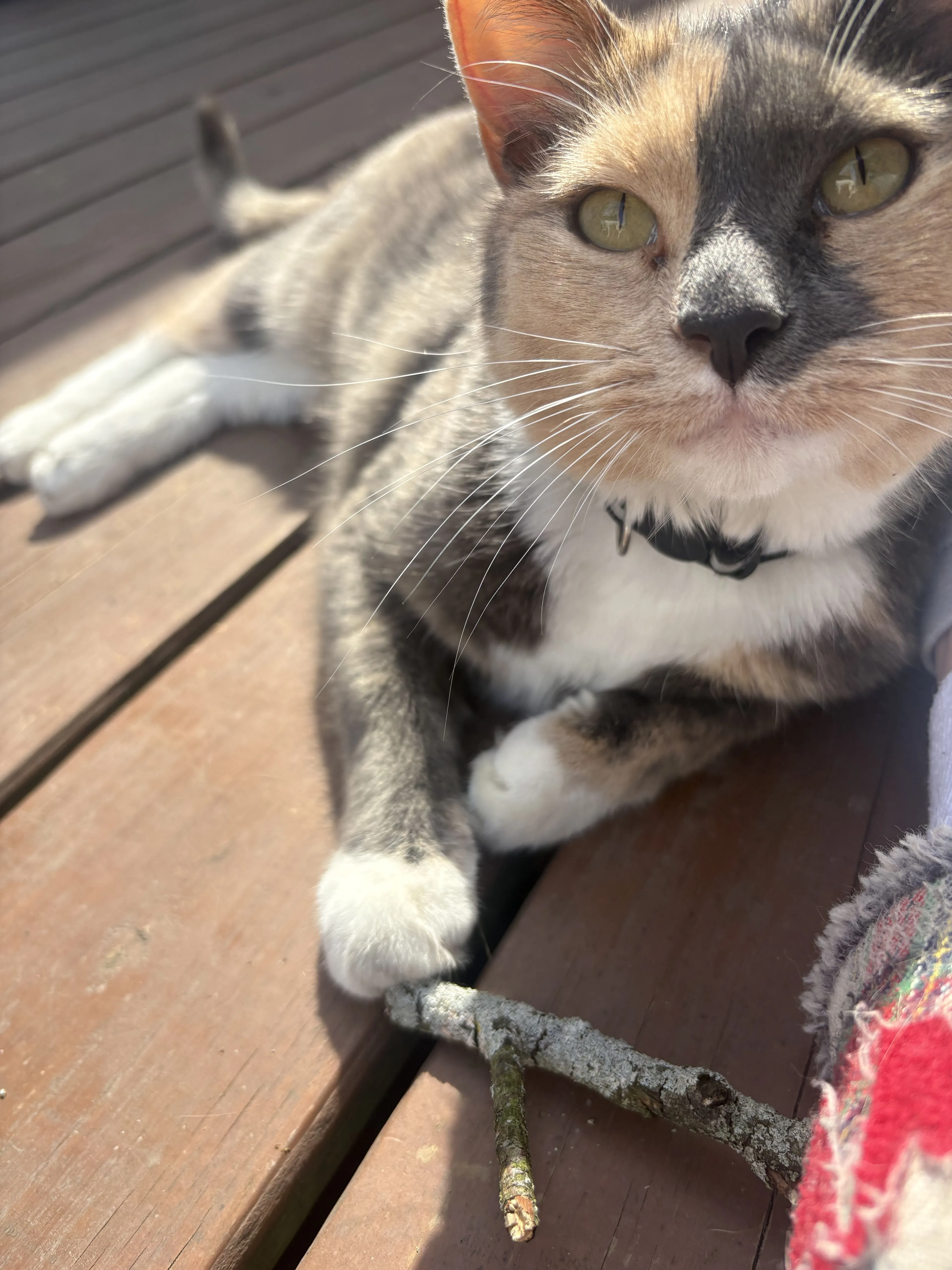 Lost pet-0