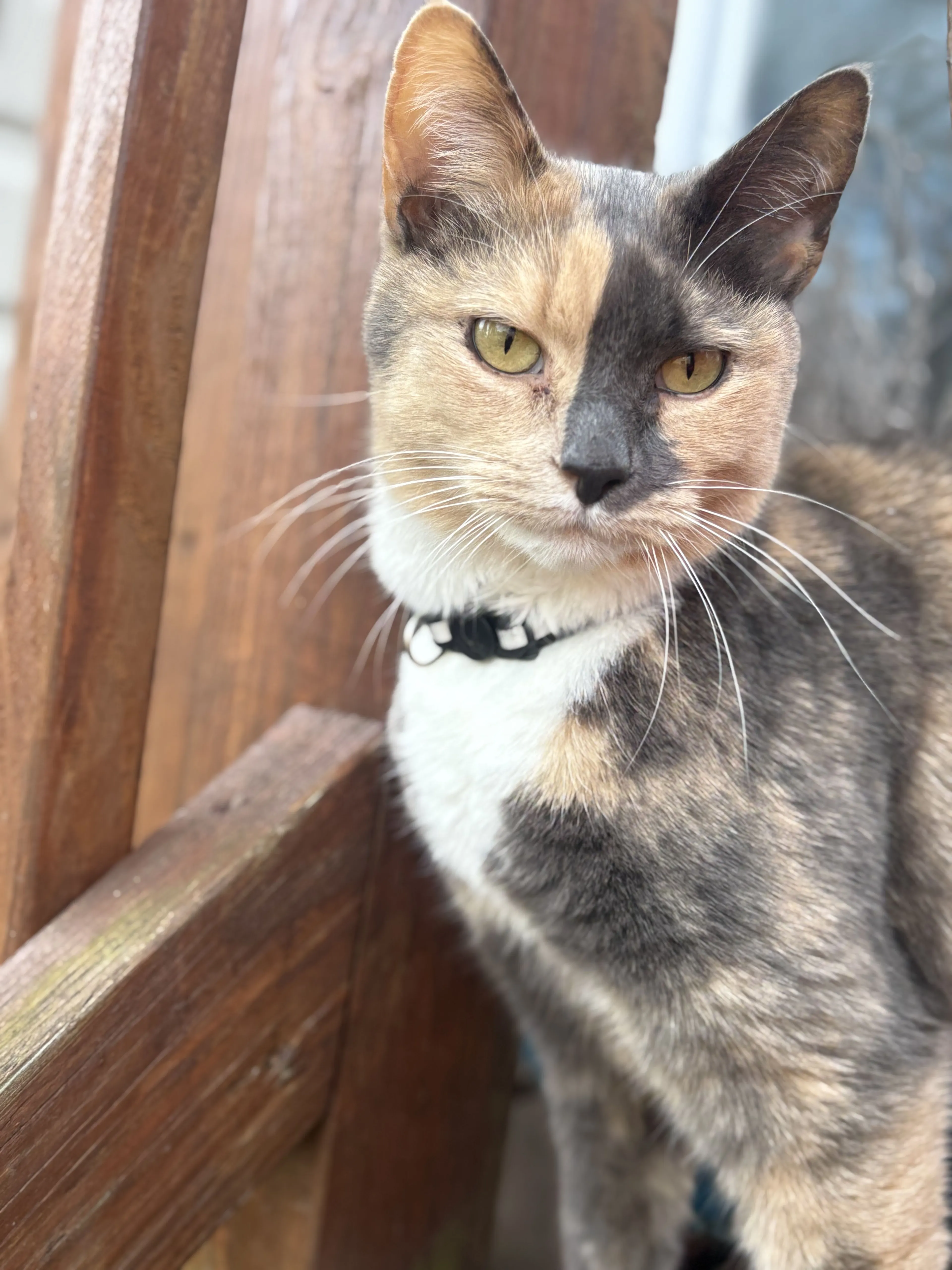 Lost pet-1