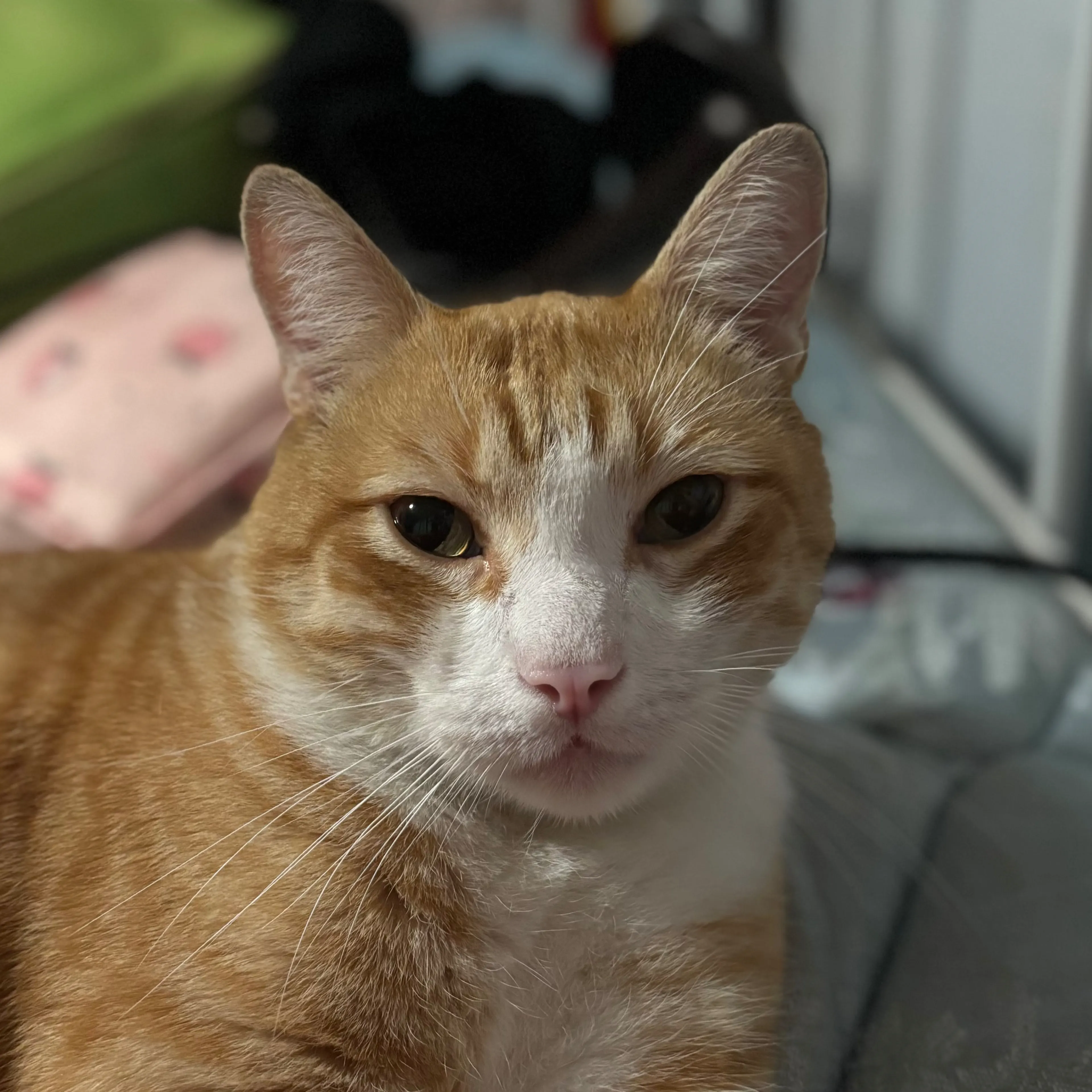 Lost pet-2