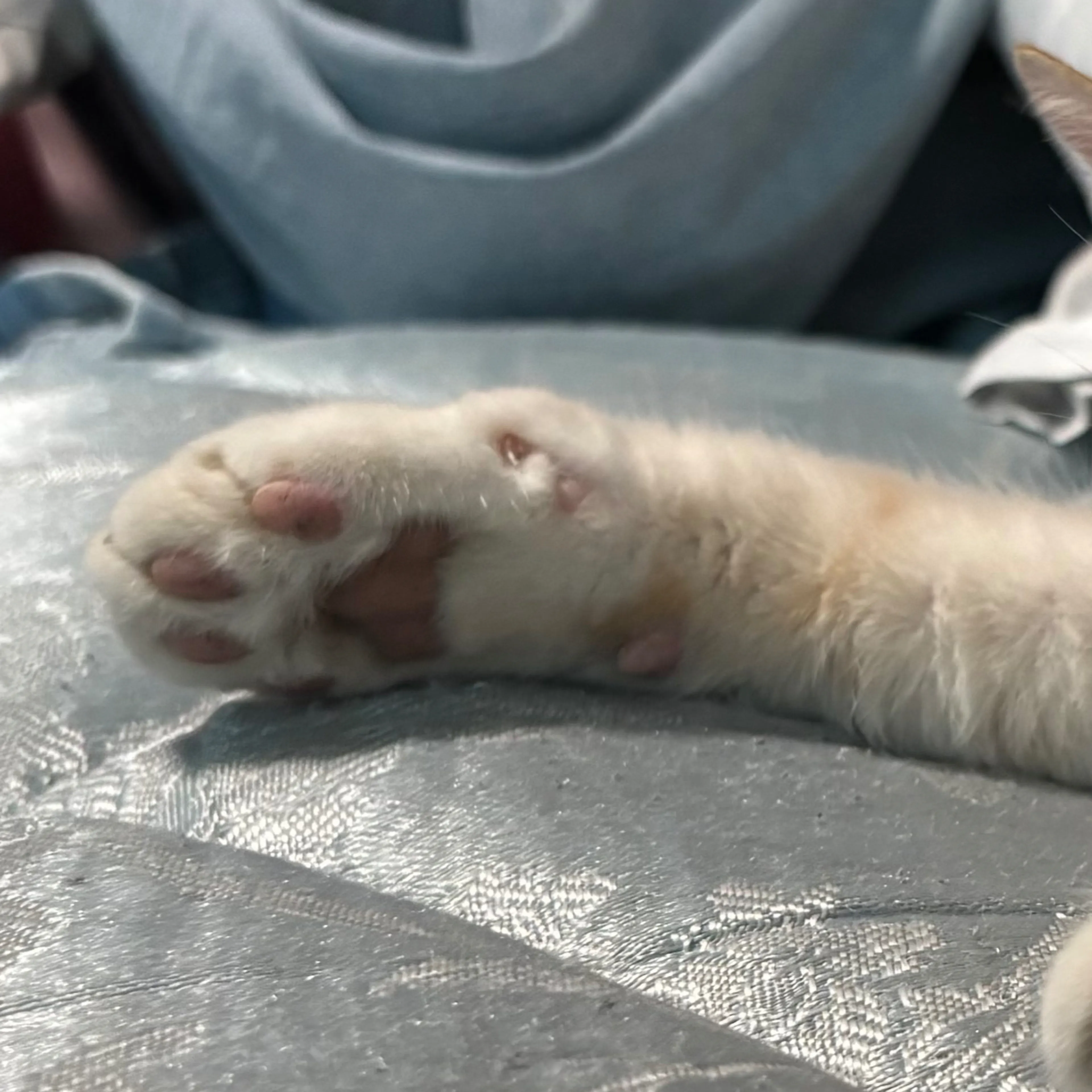 Lost pet-3