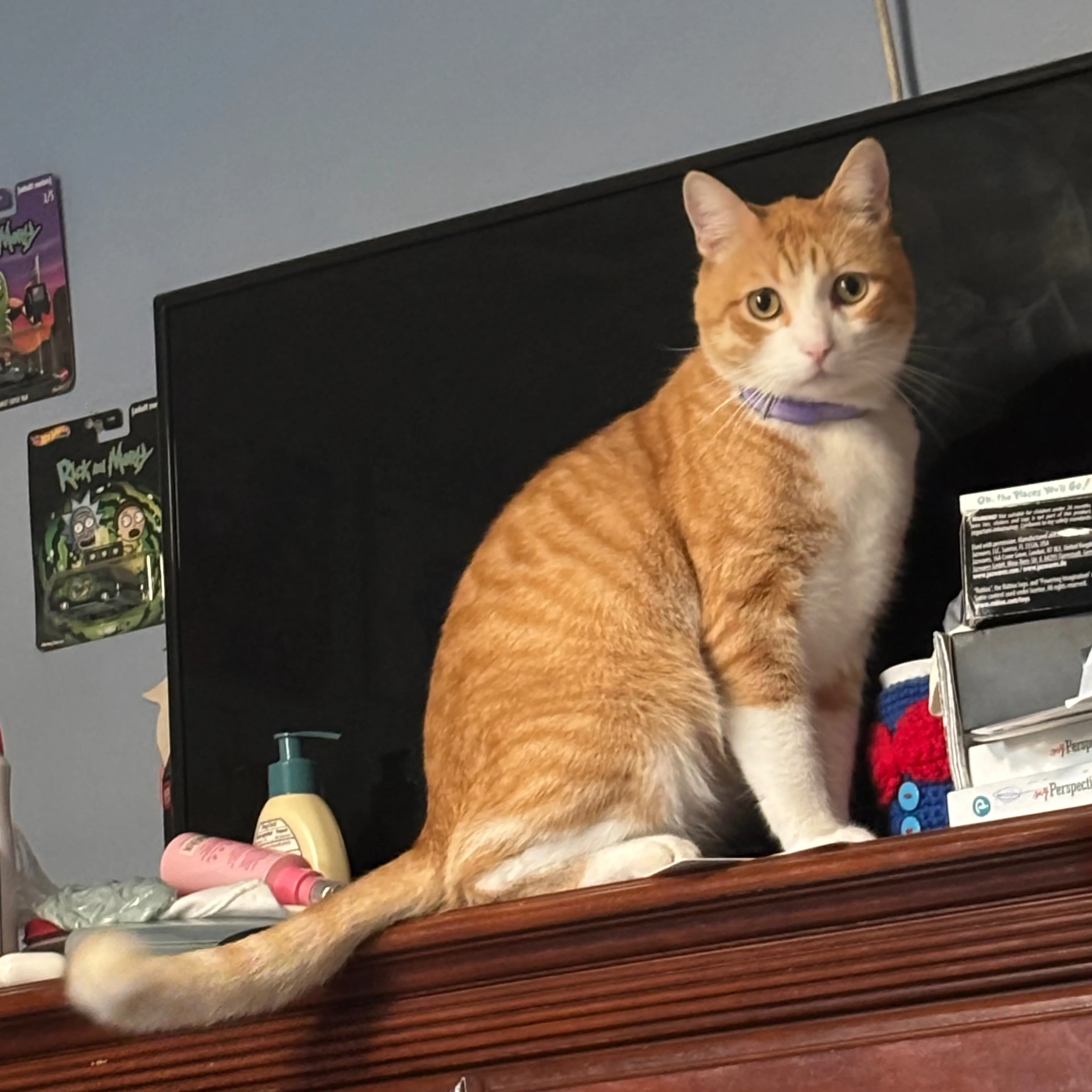 Lost pet-1