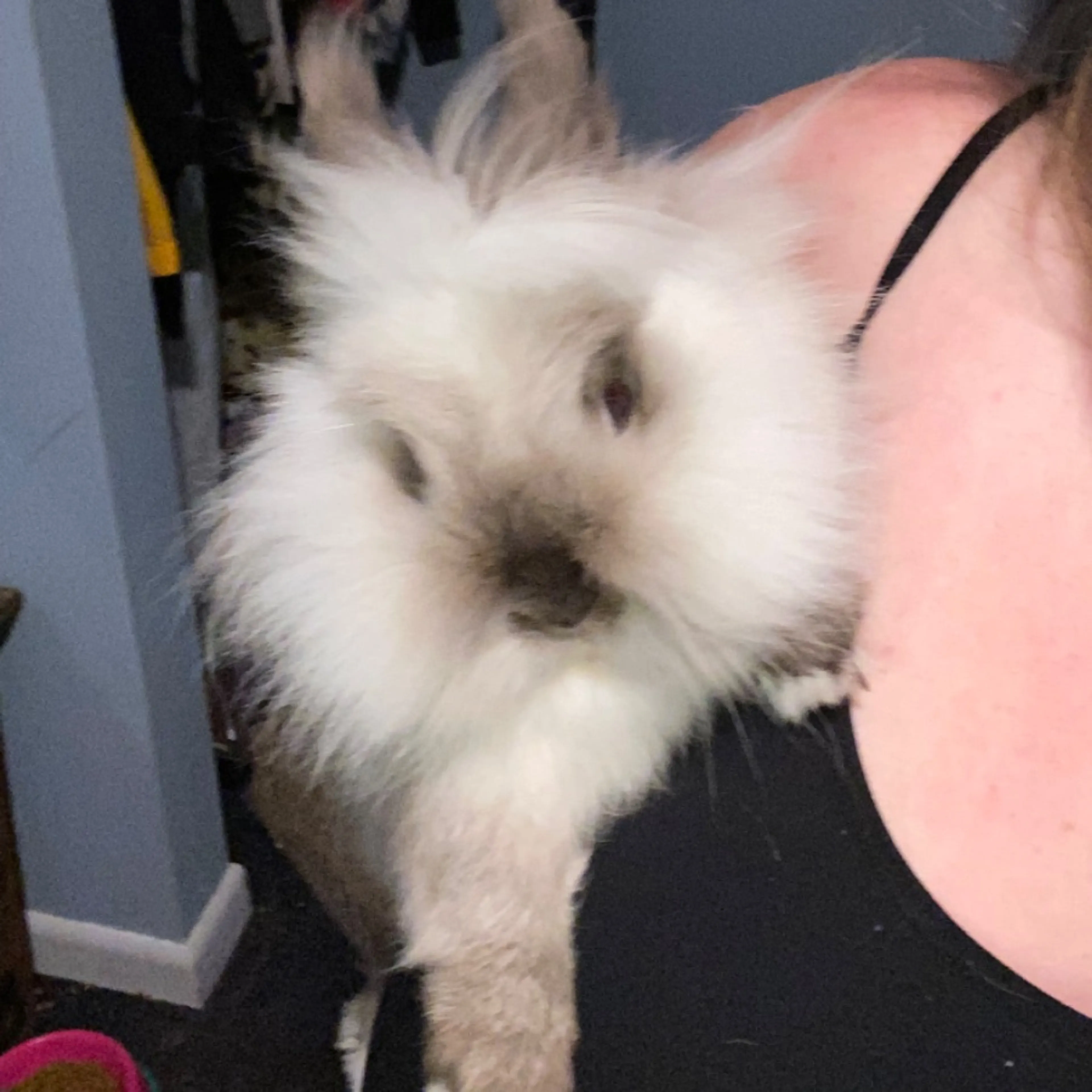 Lost pet