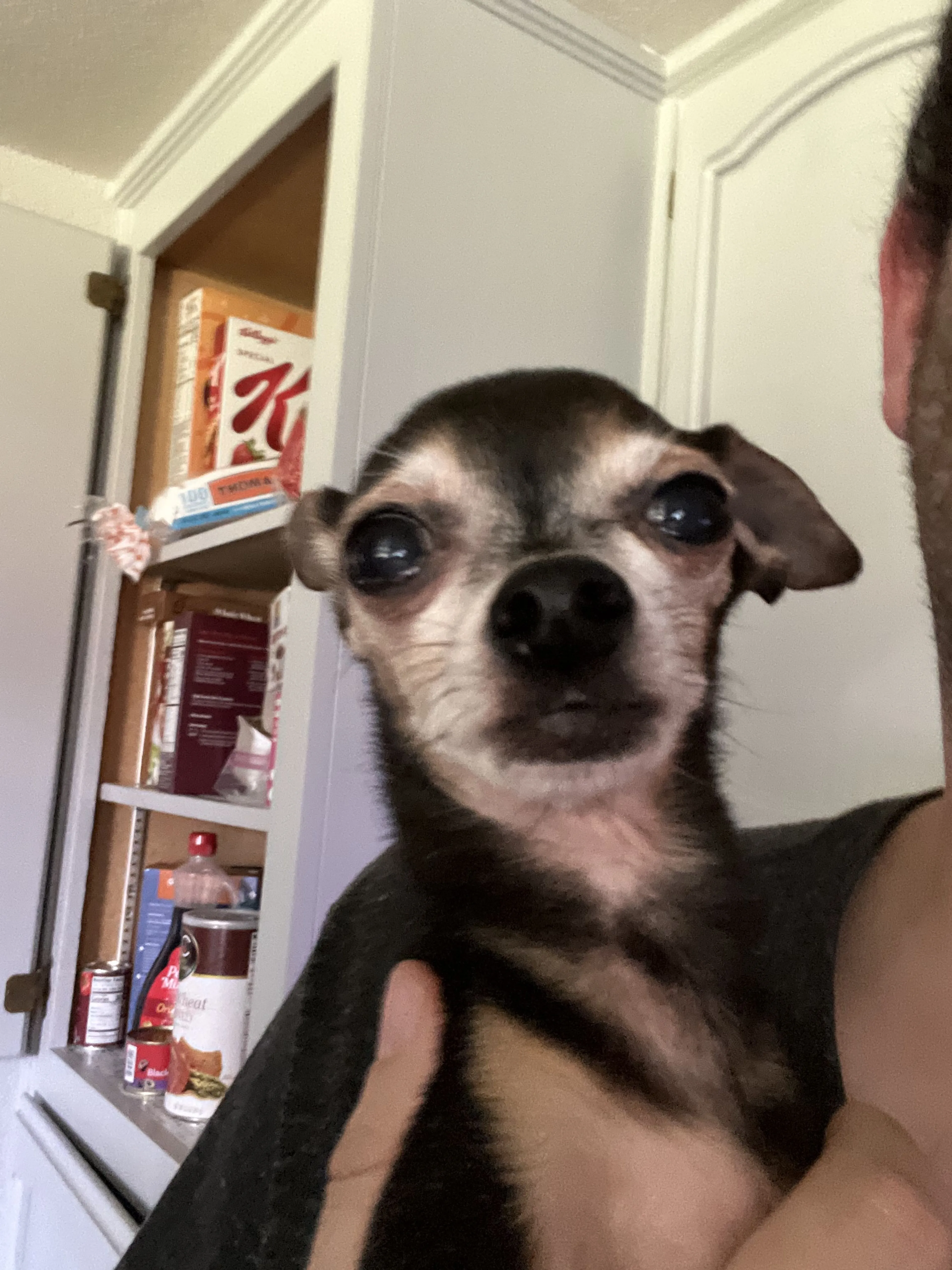 Lost pet-1