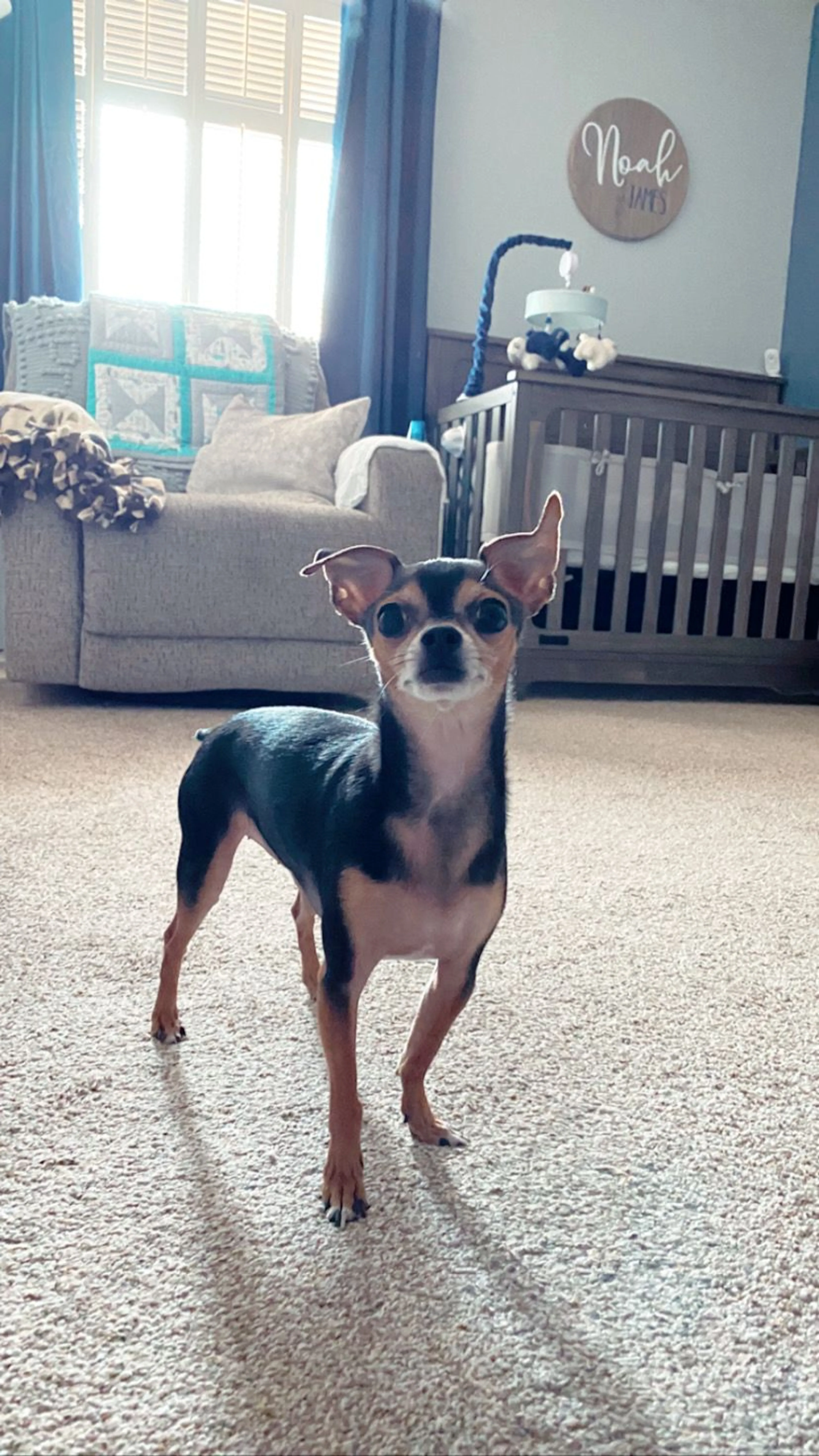Lost pet-2