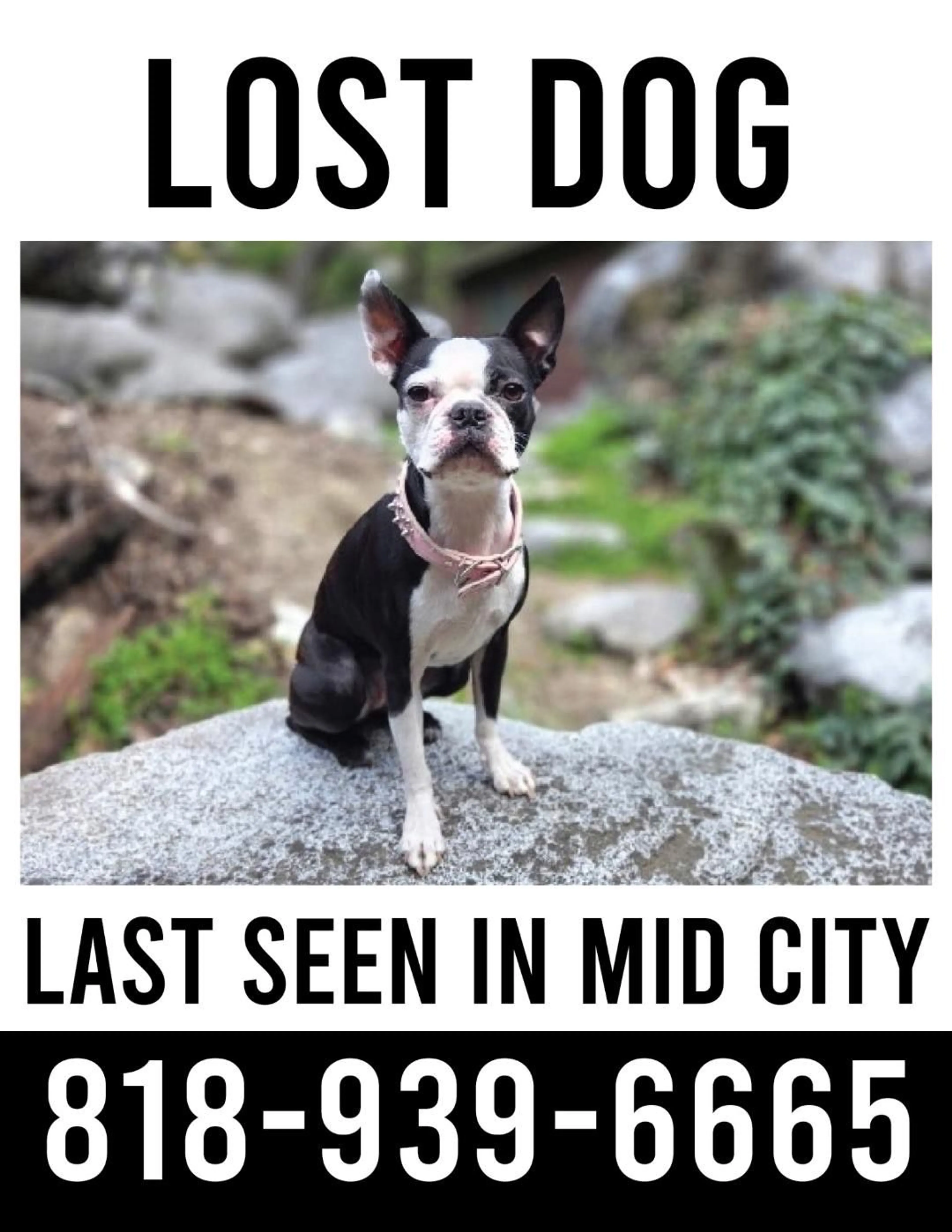 Lost pet-0