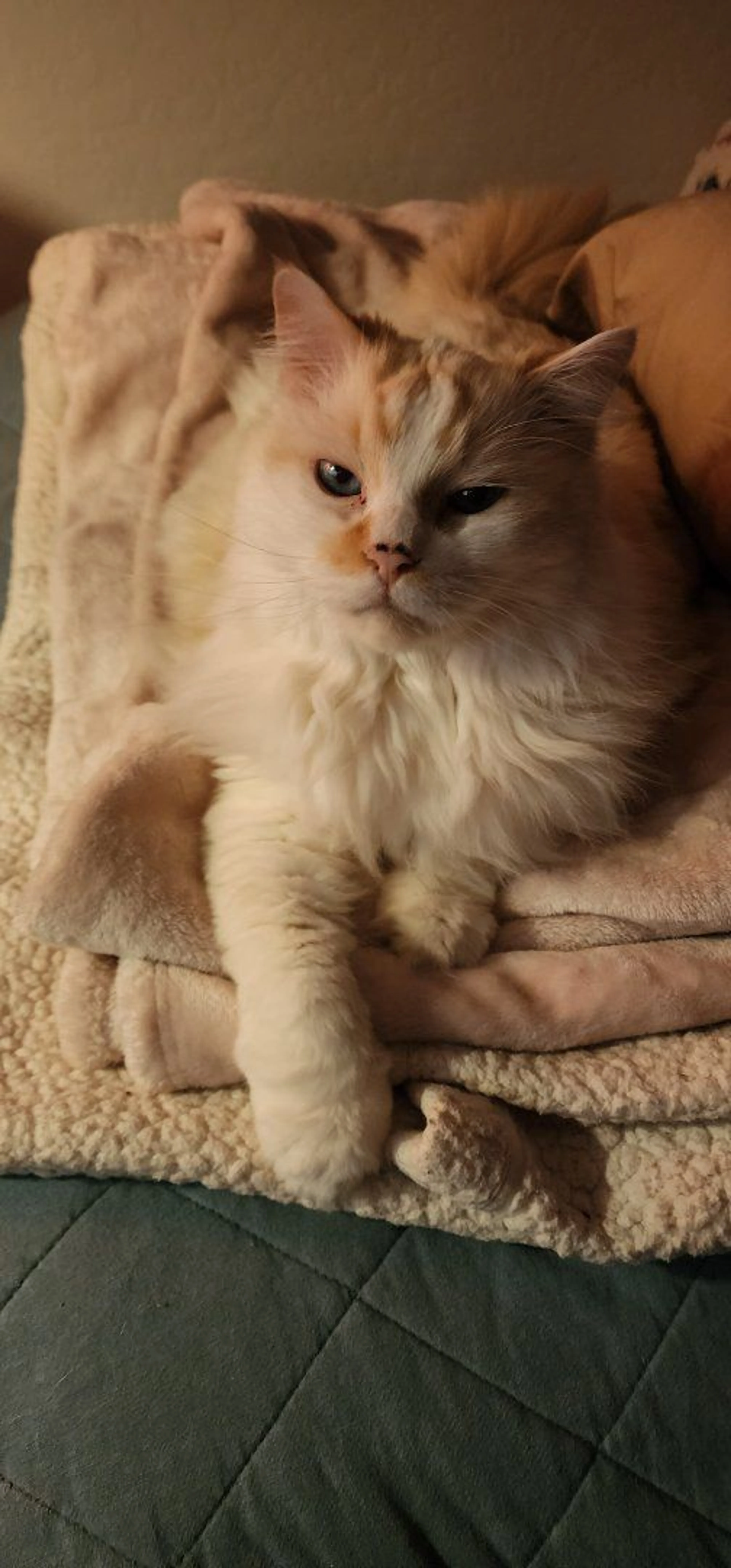 Lost pet-1