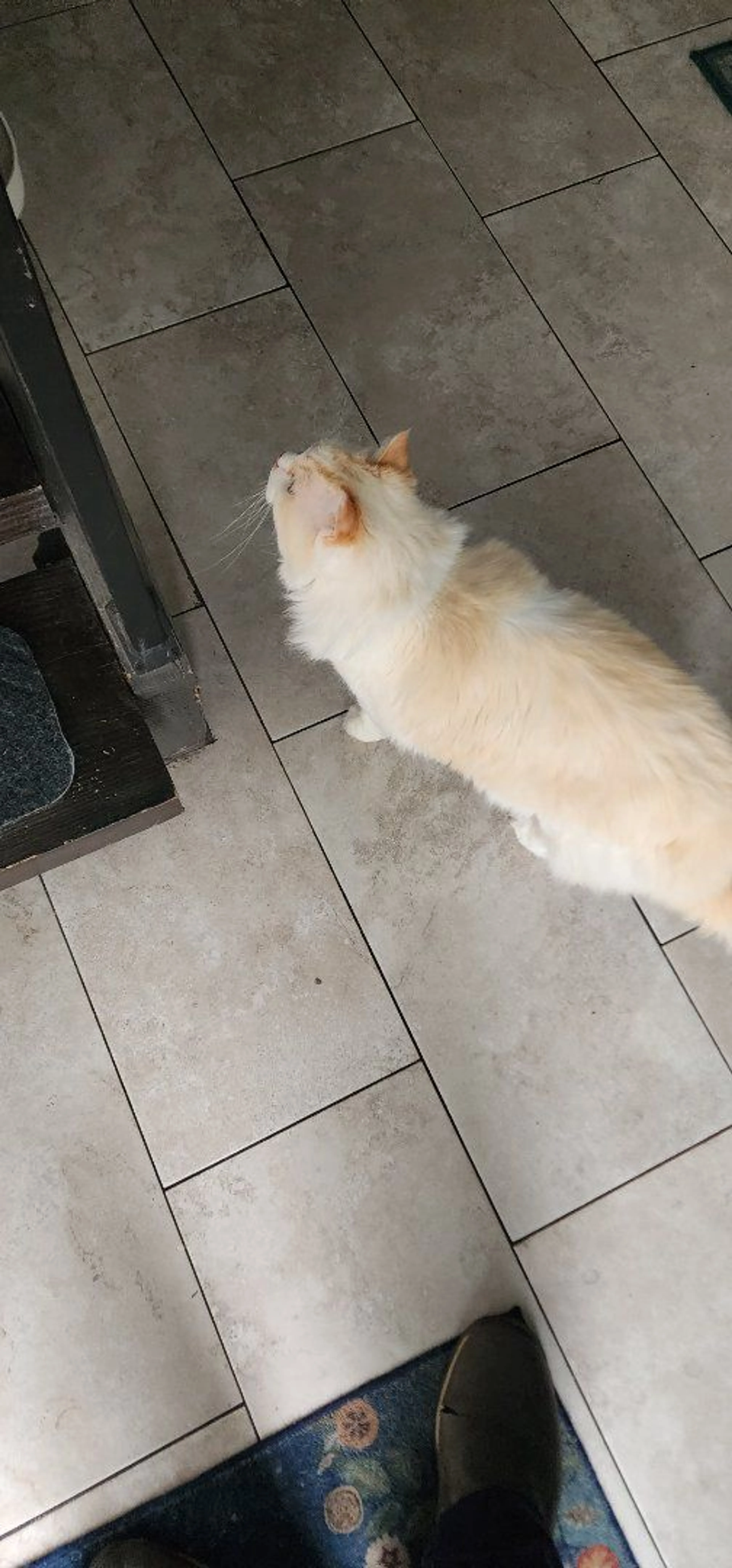 Lost pet-0