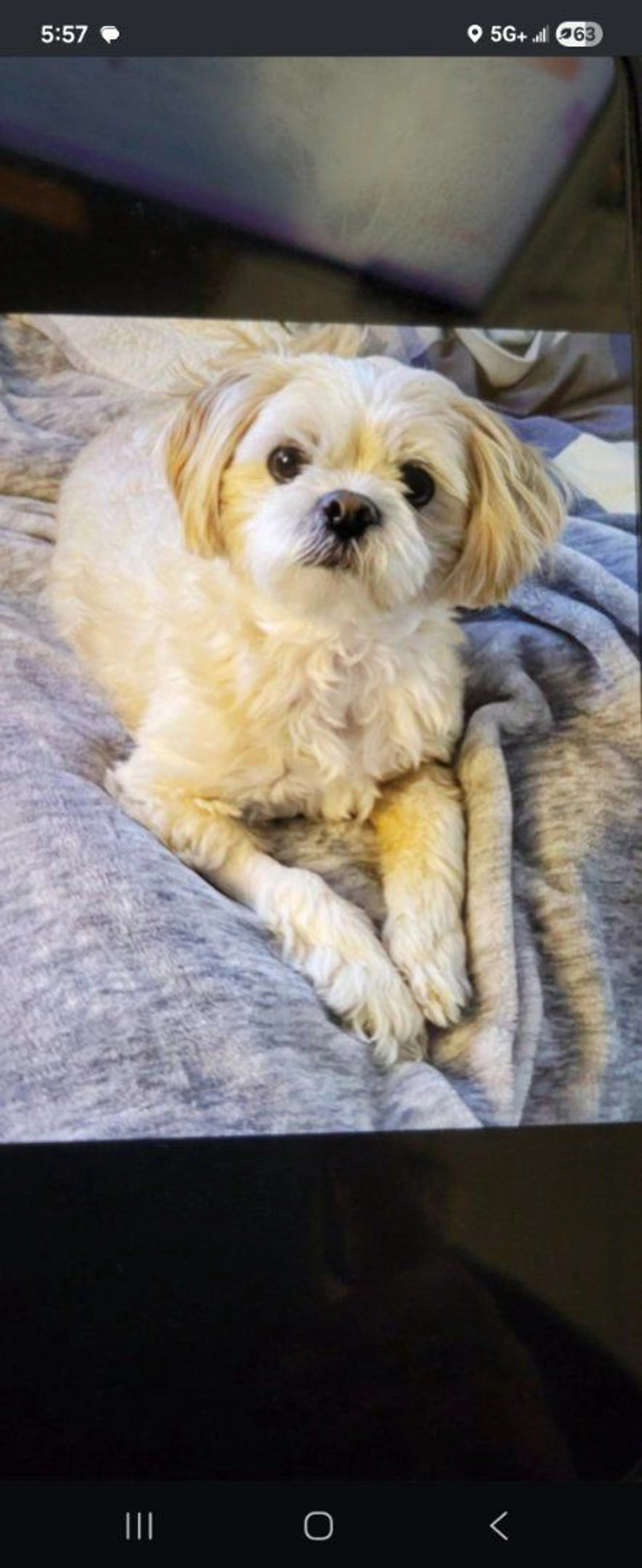 Lost pet