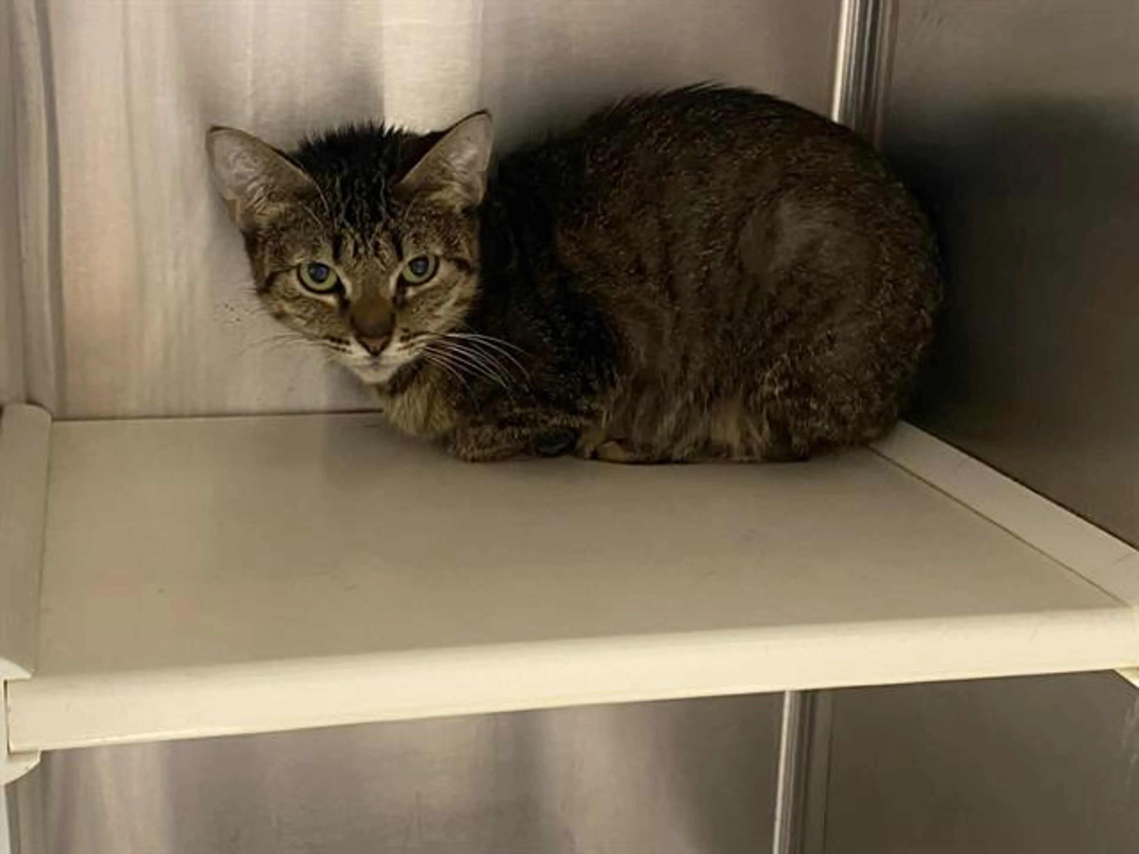 Found pet