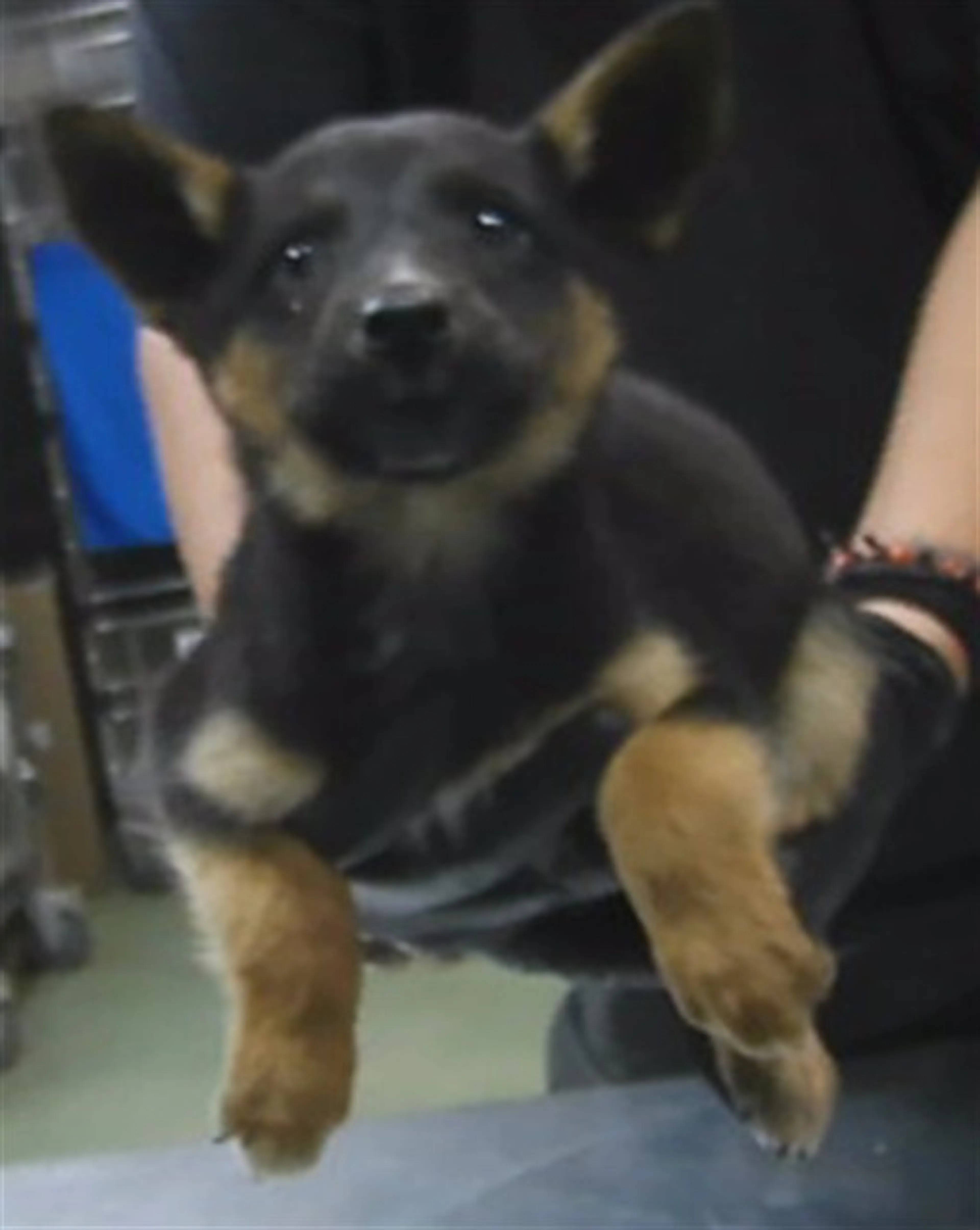 Found pet