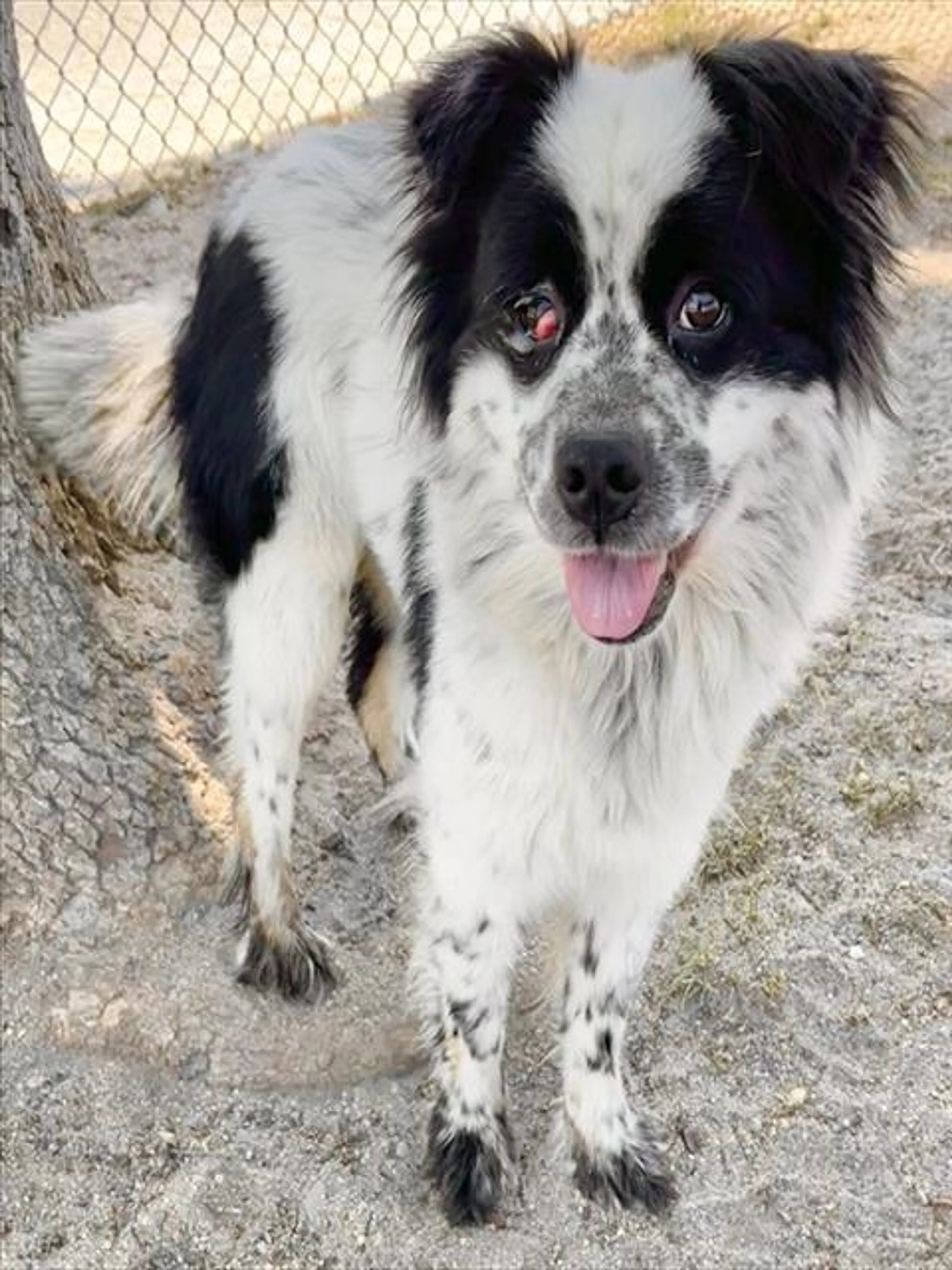 Found pet