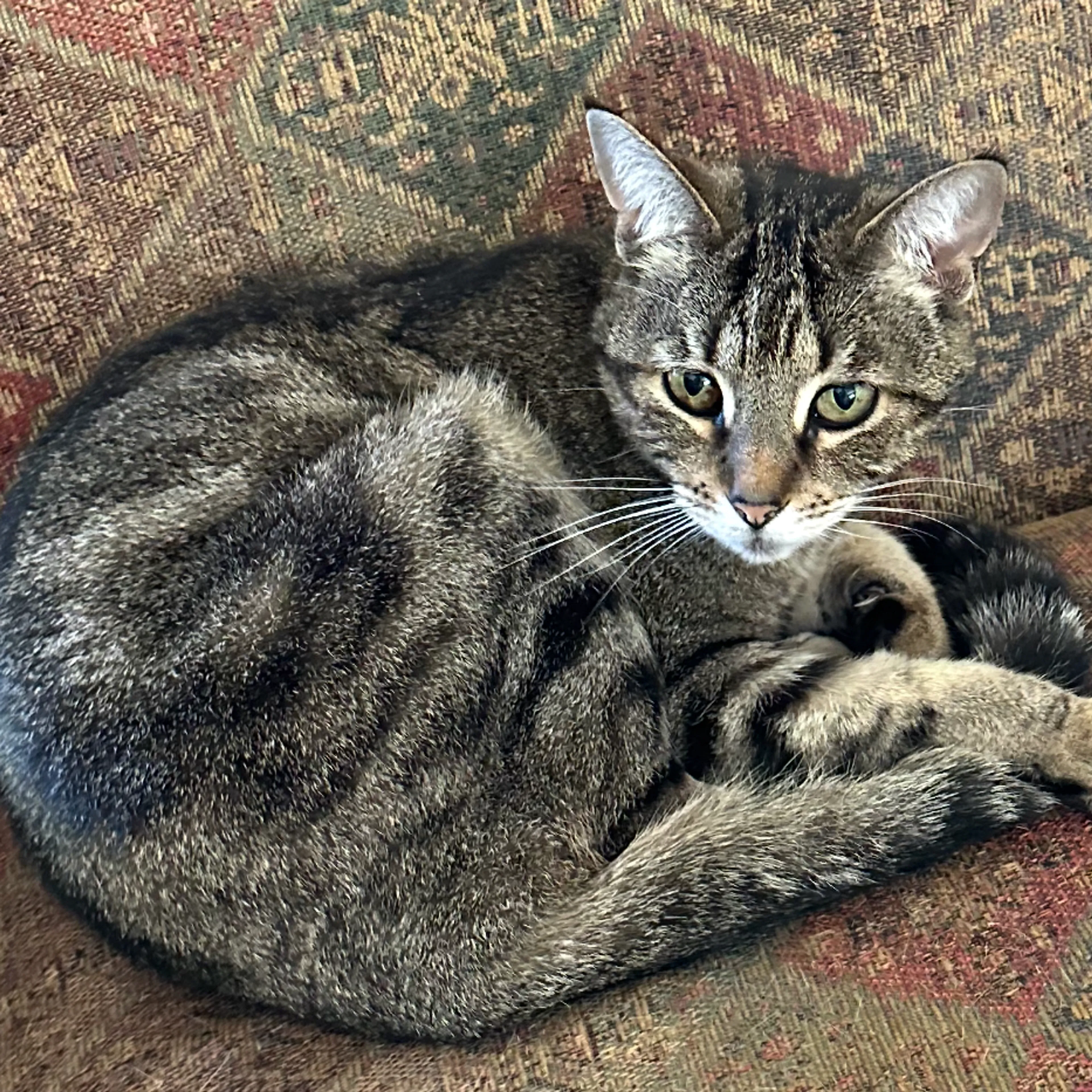 Lost pet-1