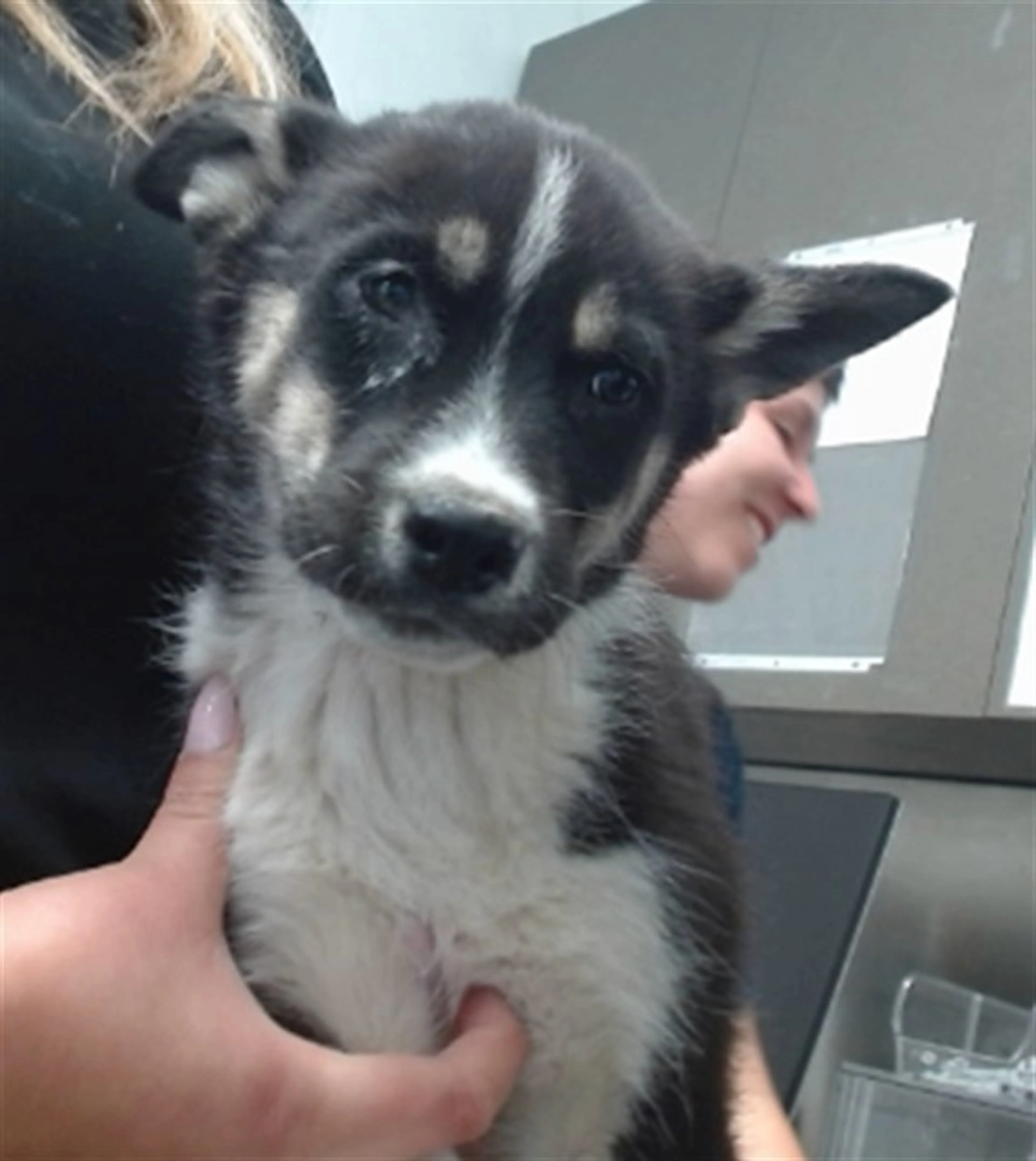 Found pet