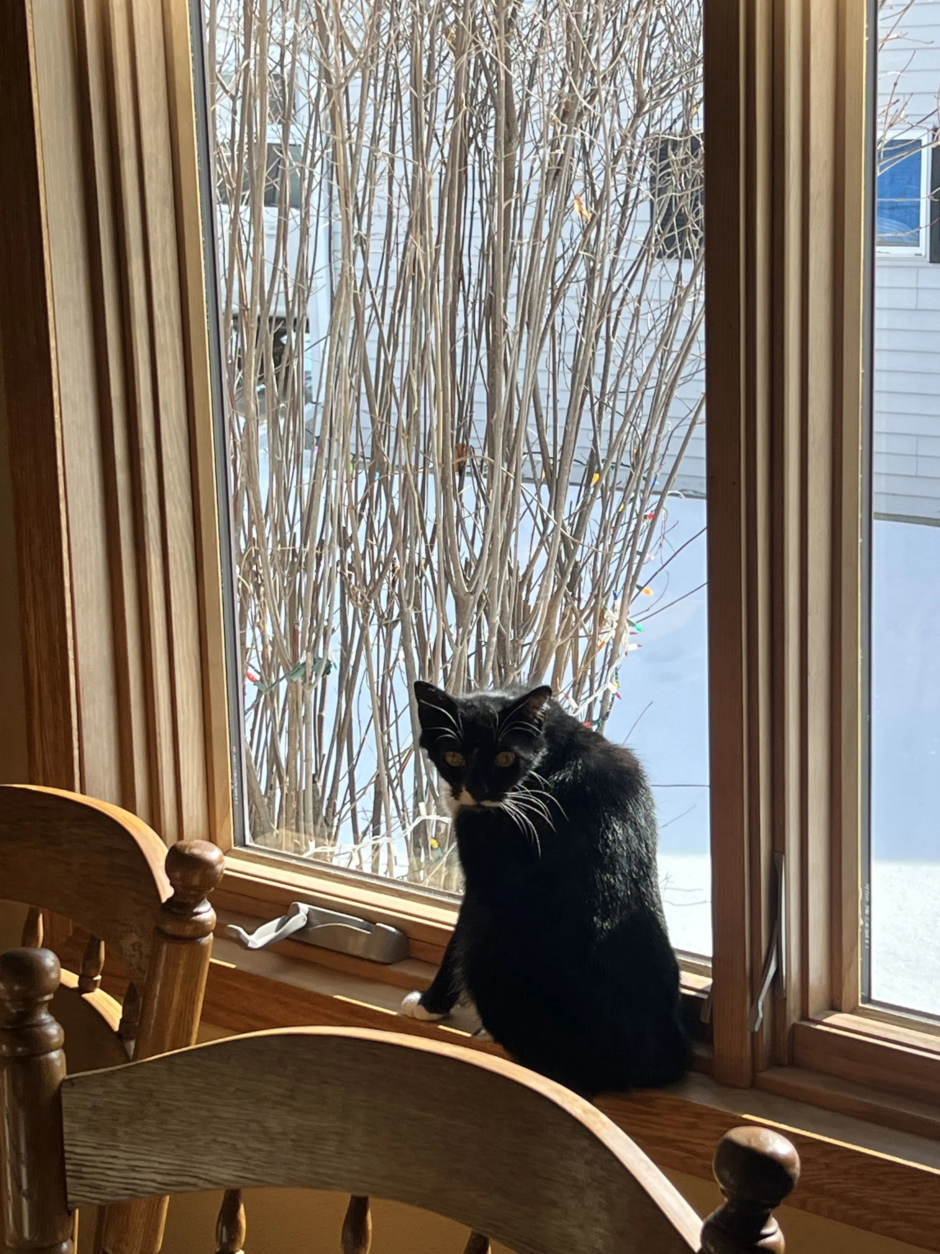 Lost pet-0