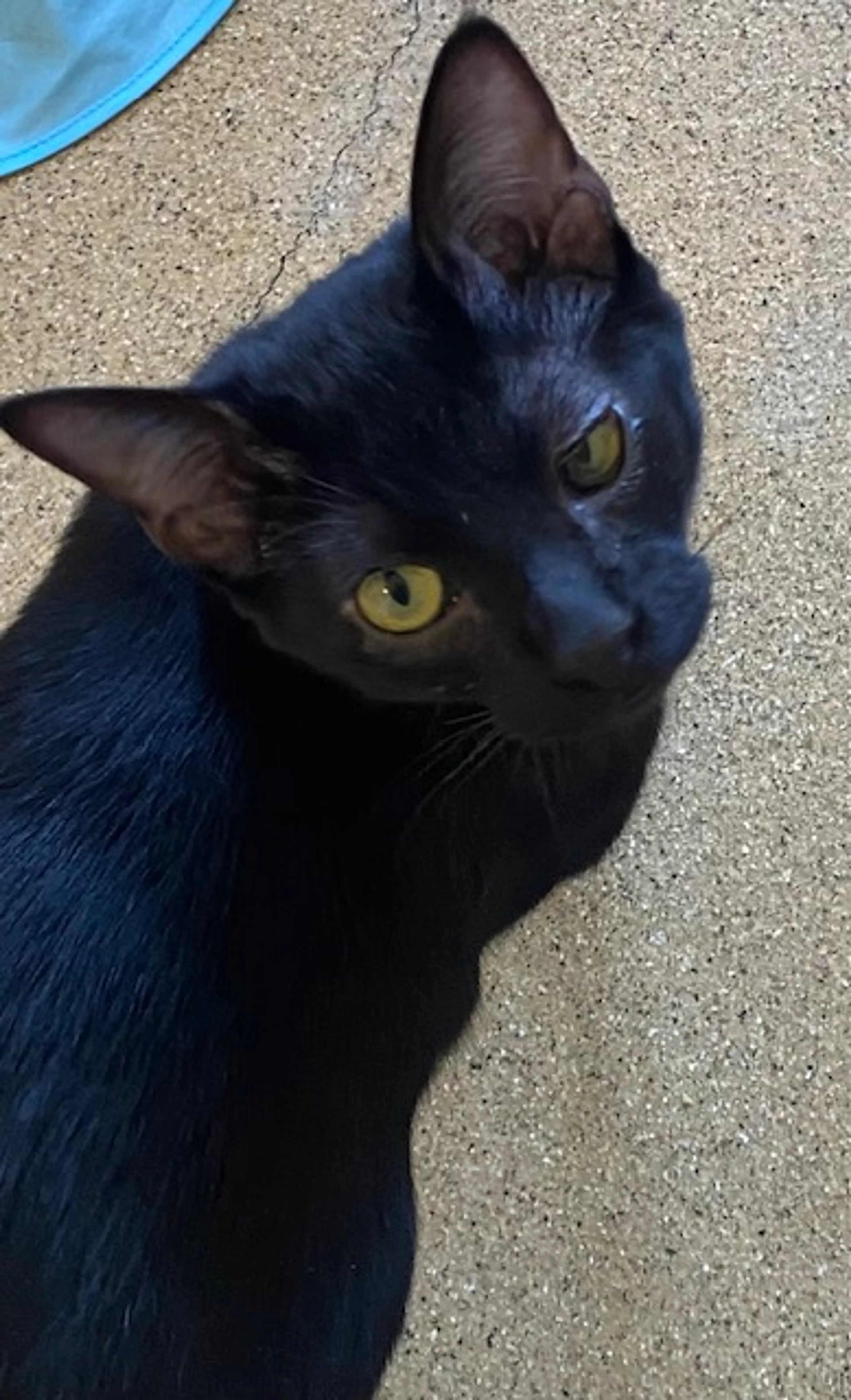 Found pet