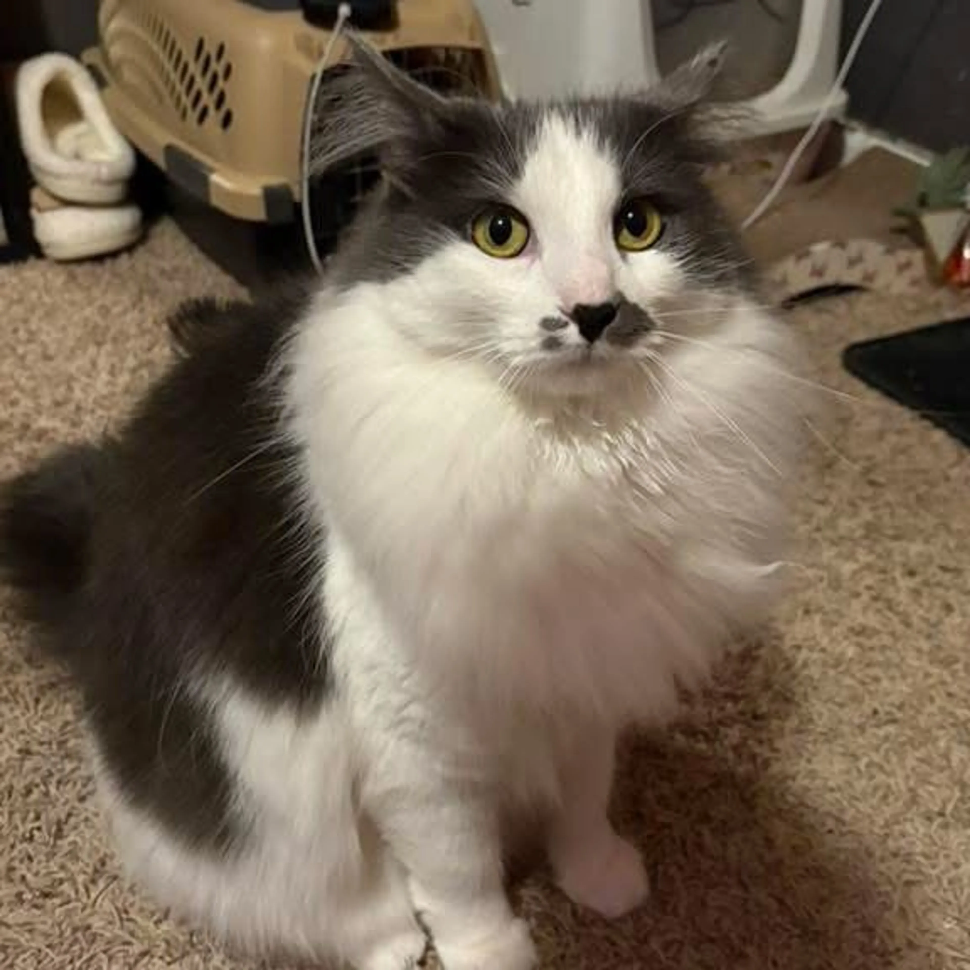Lost pet