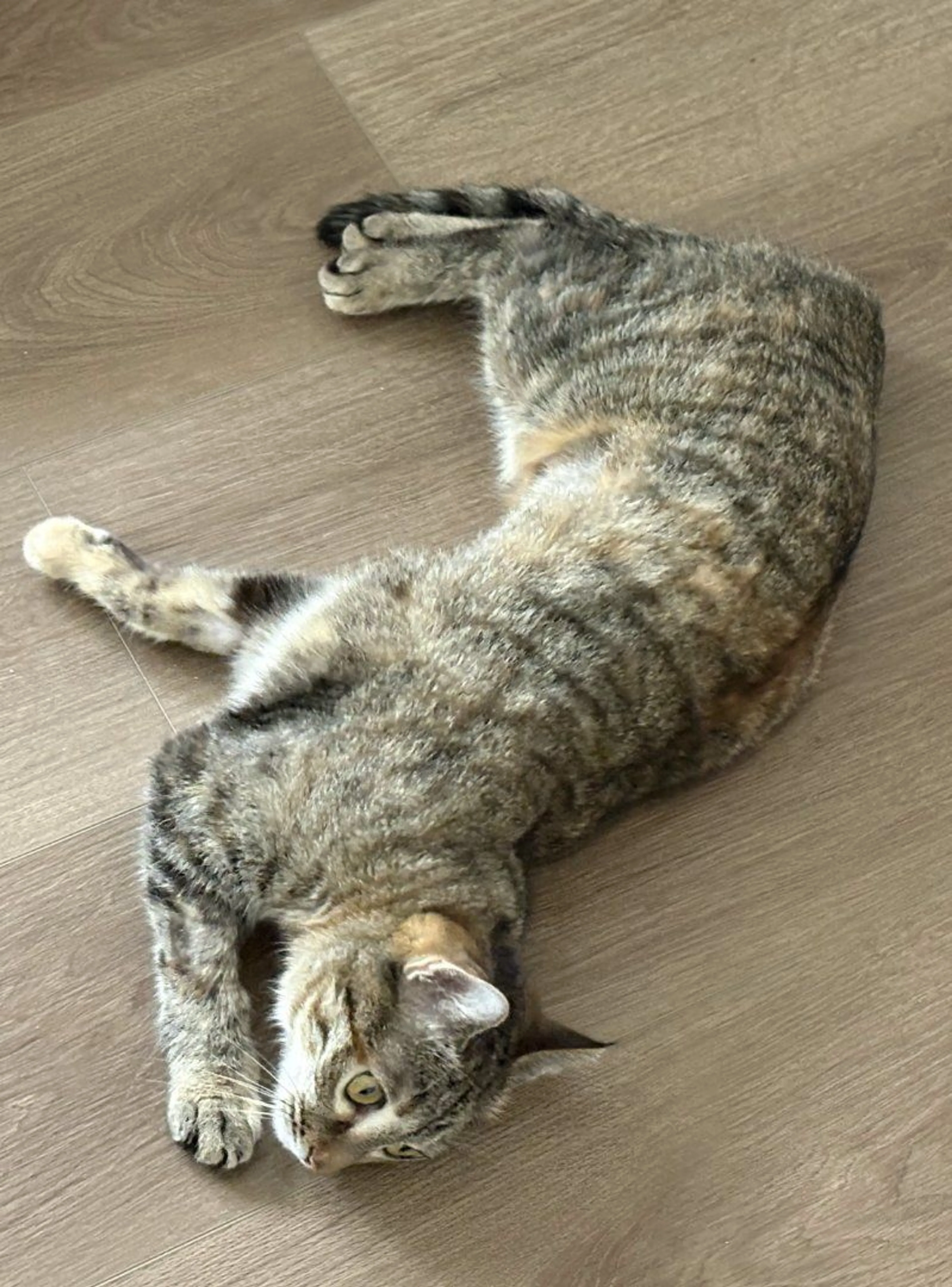 Lost pet-0
