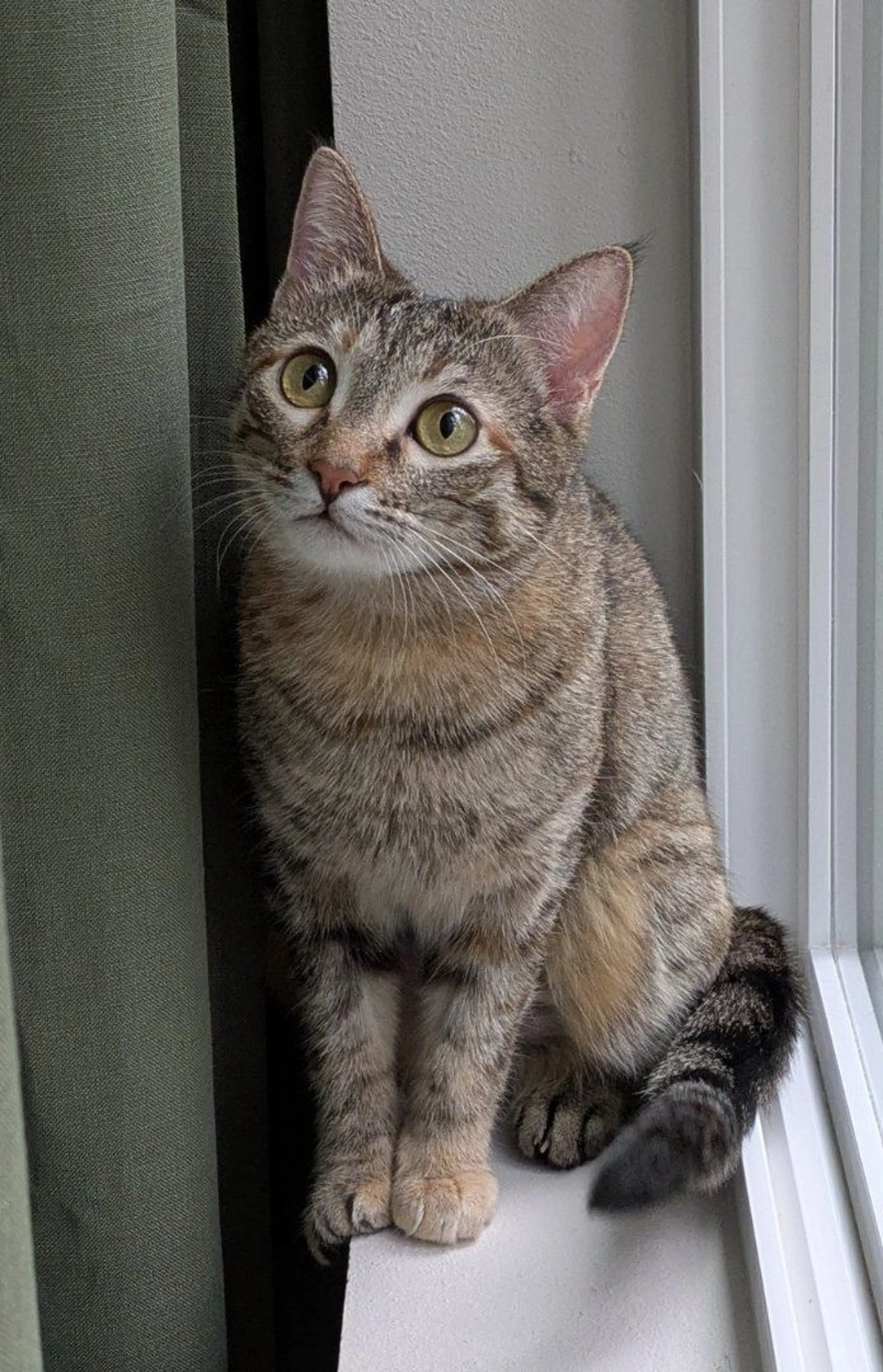 Lost pet-1