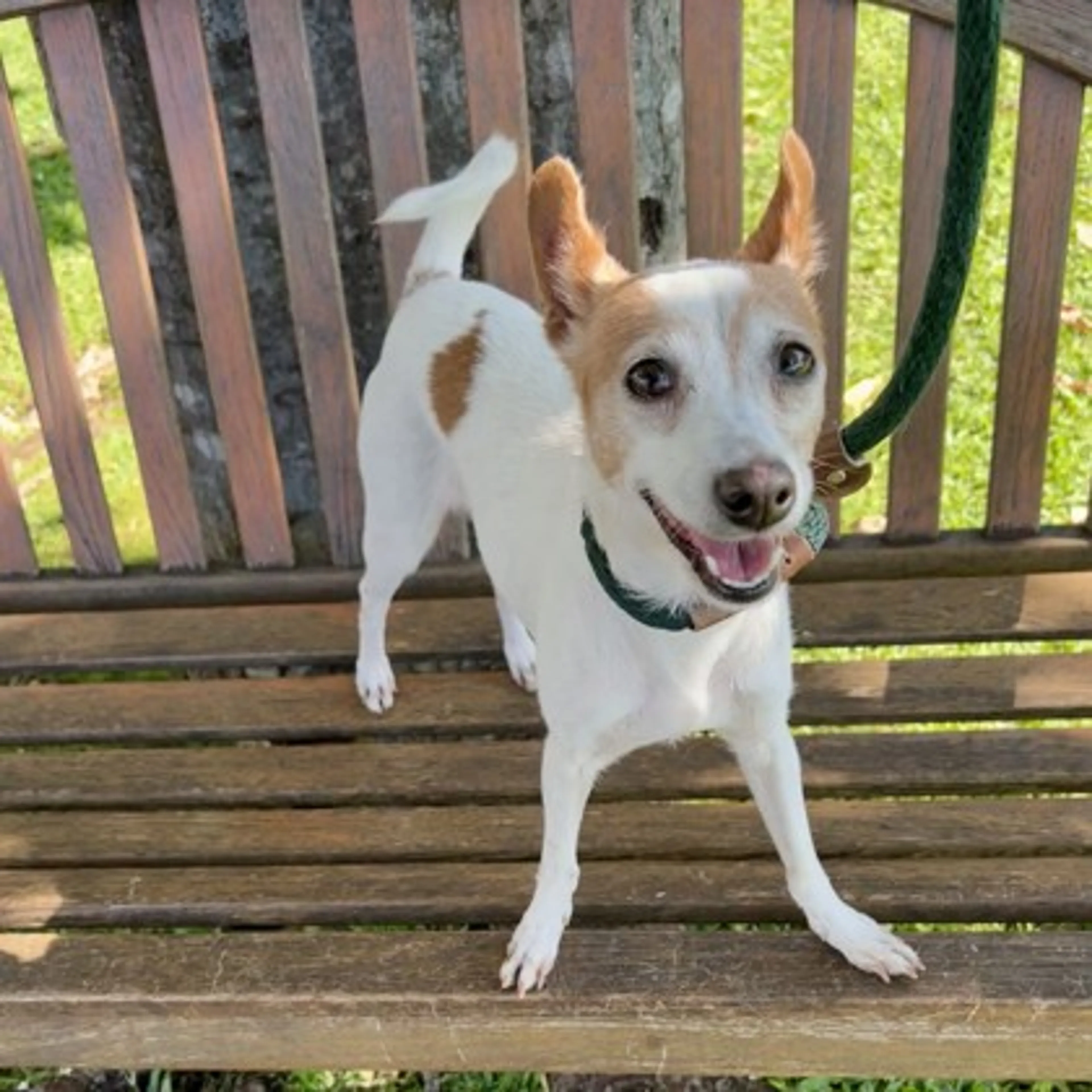 Found pet-2