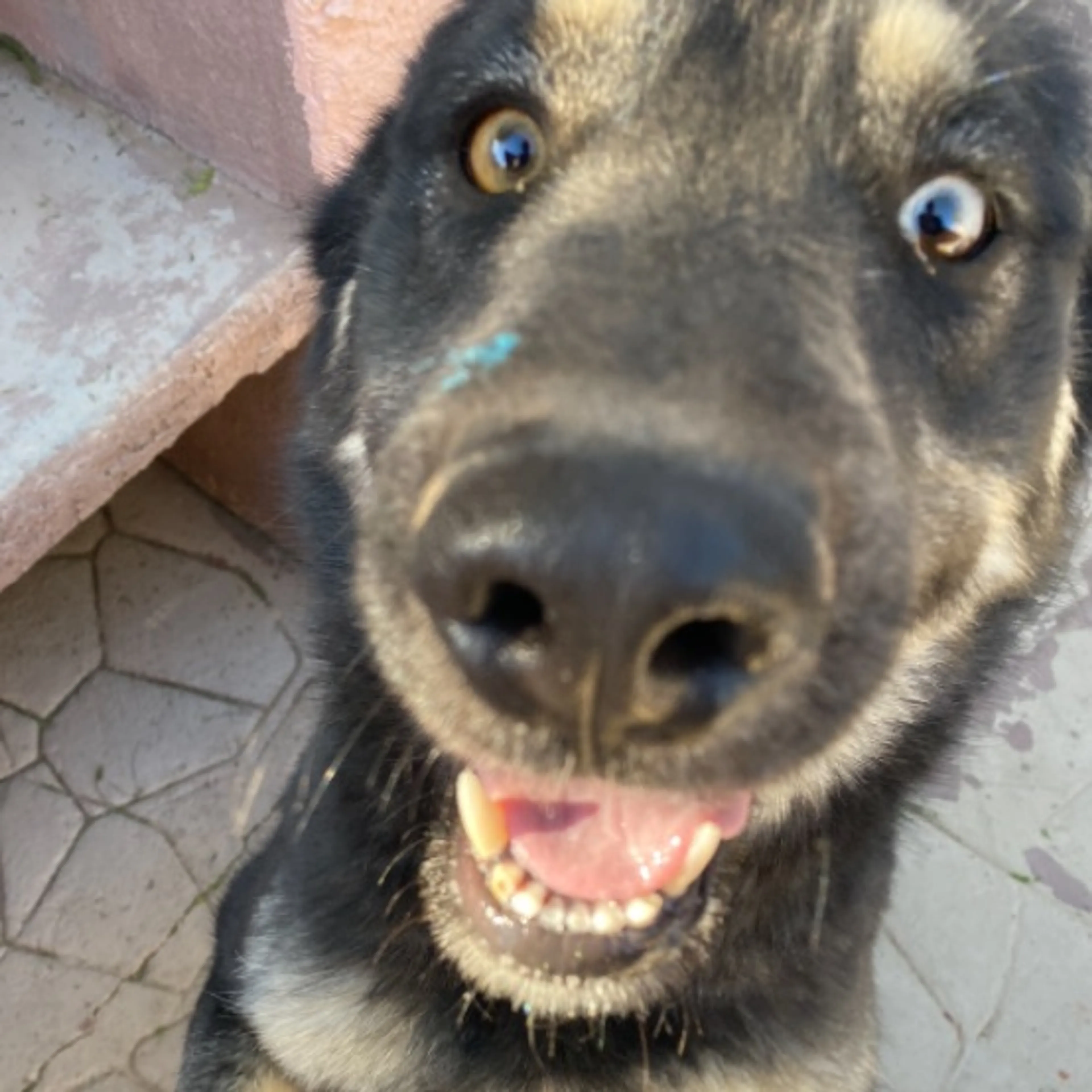 Lost pet