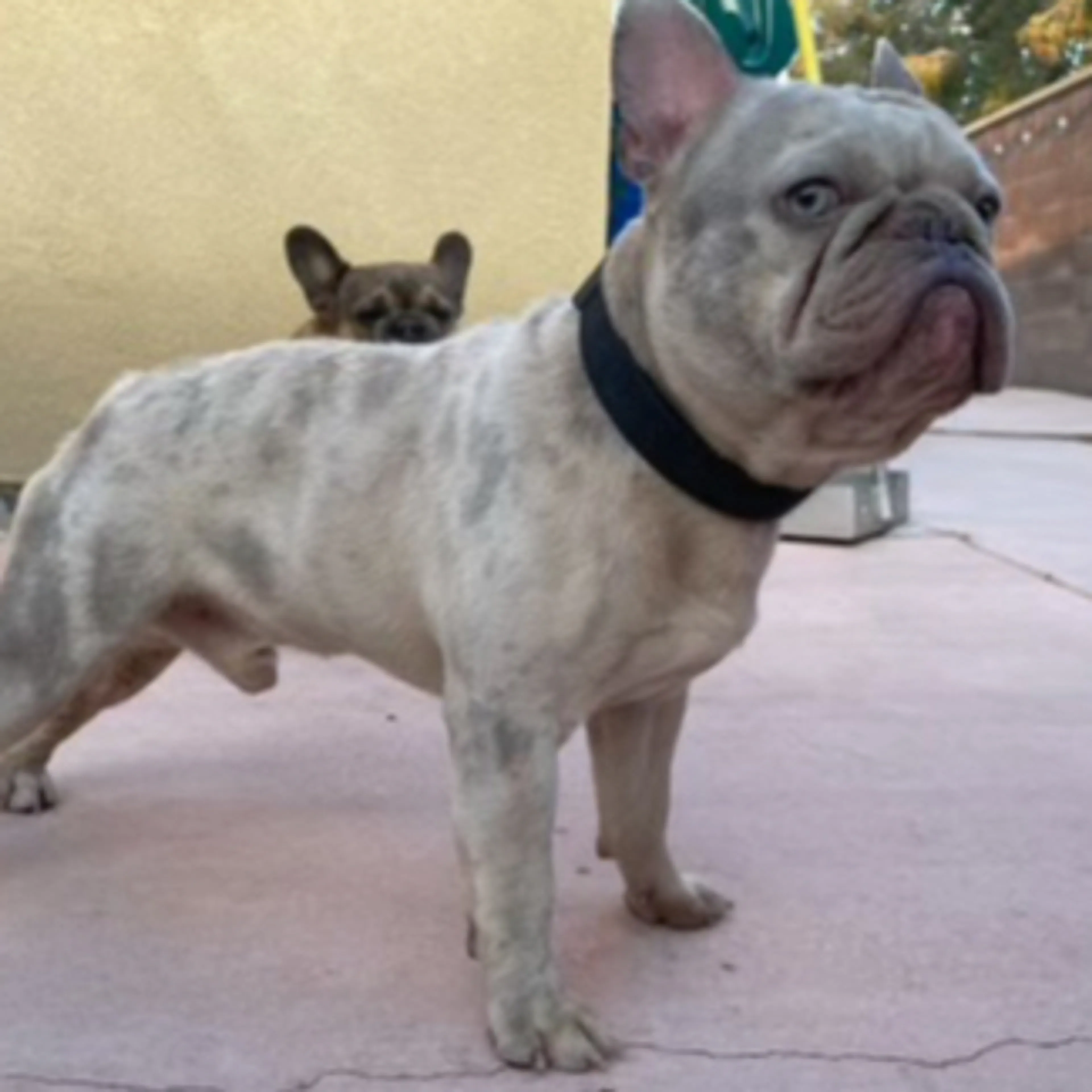 Lost pet-1