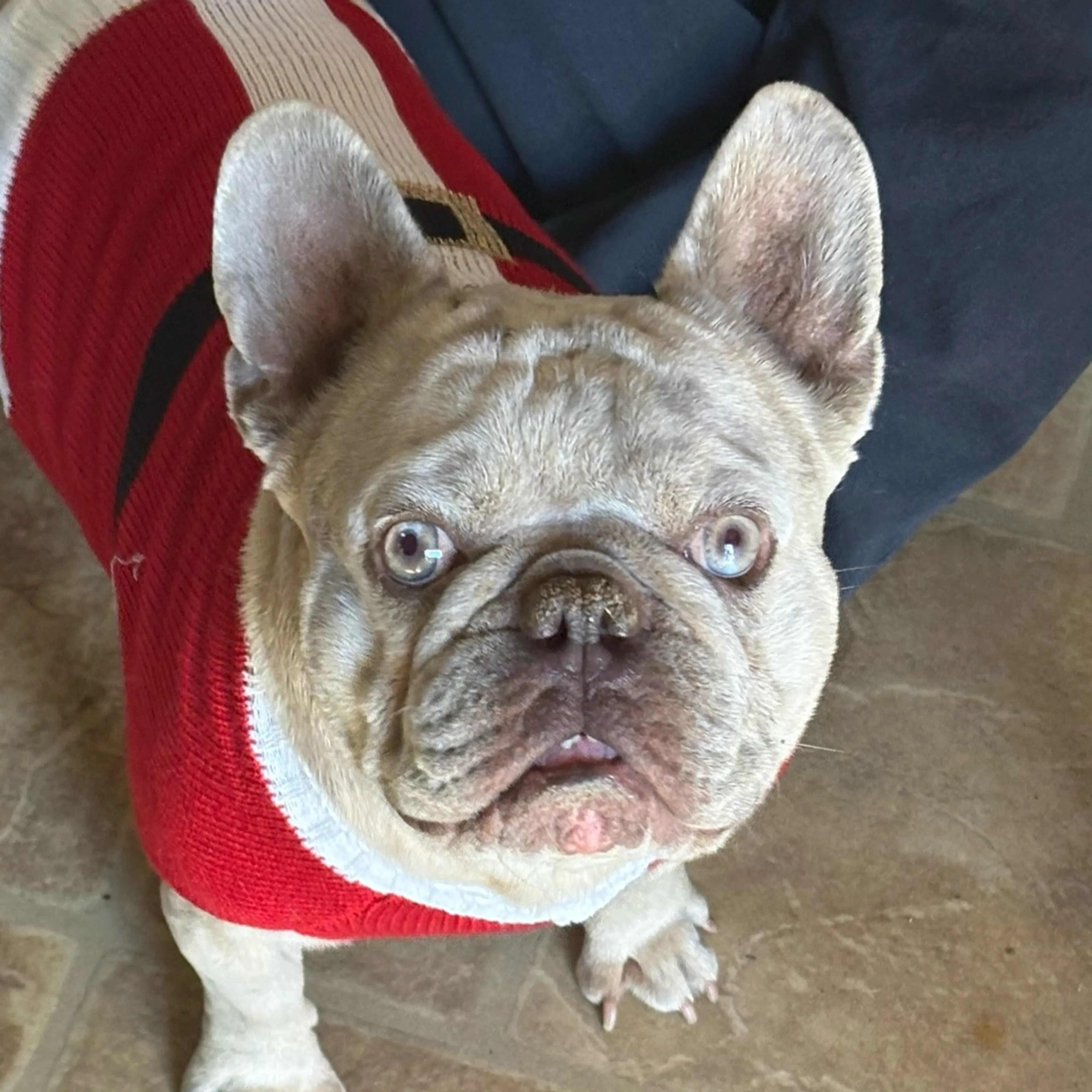 Lost pet-2