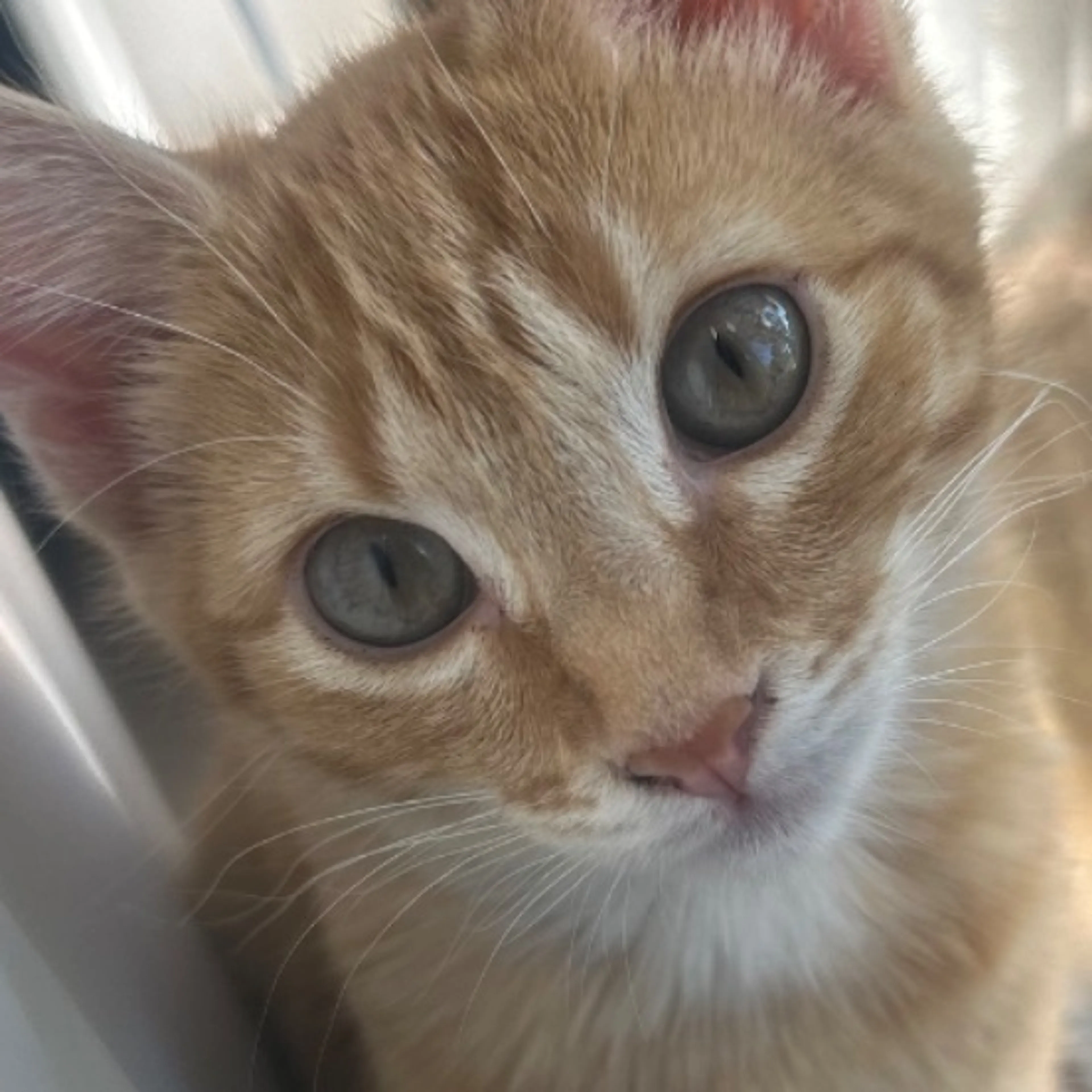Lost pet