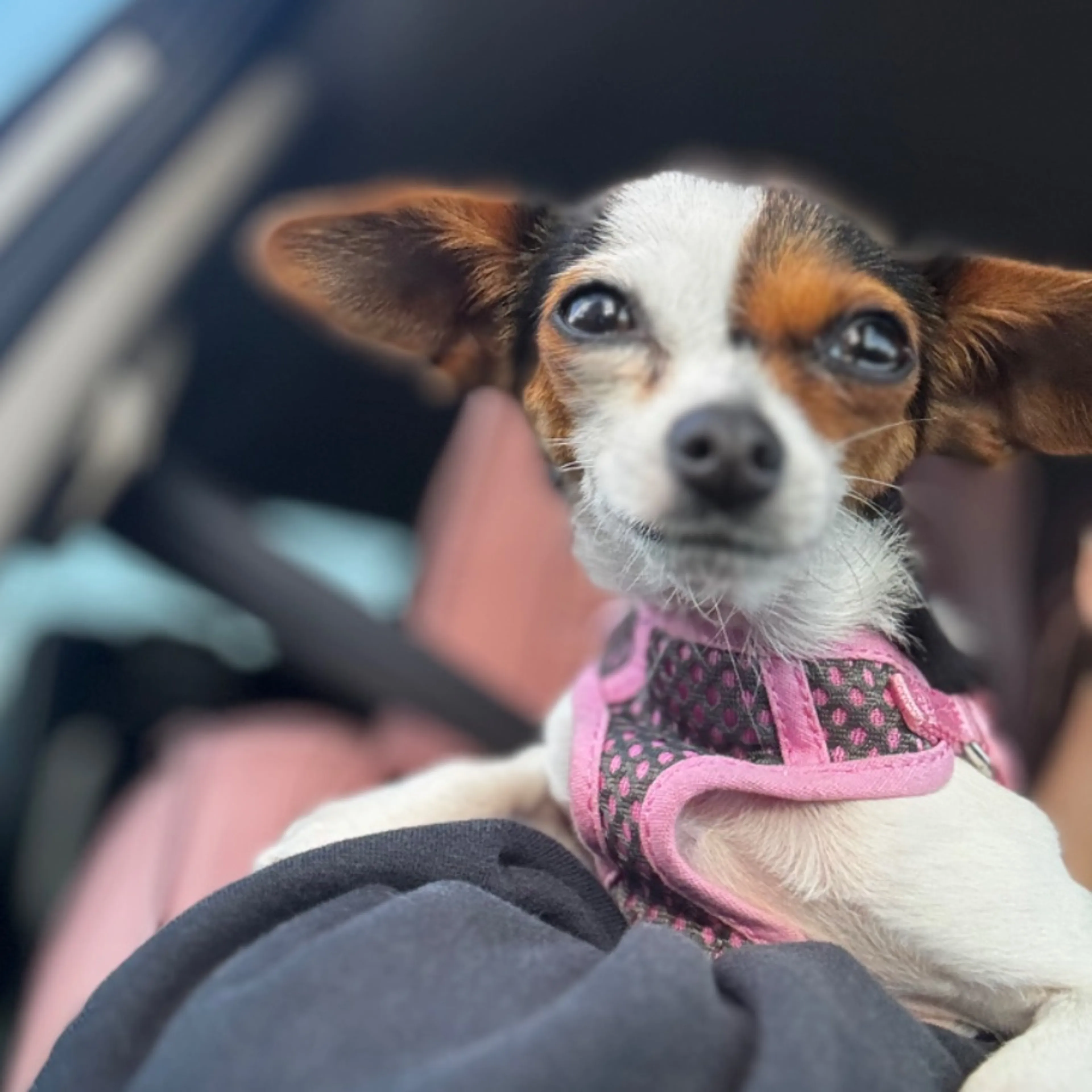 Lost pet
