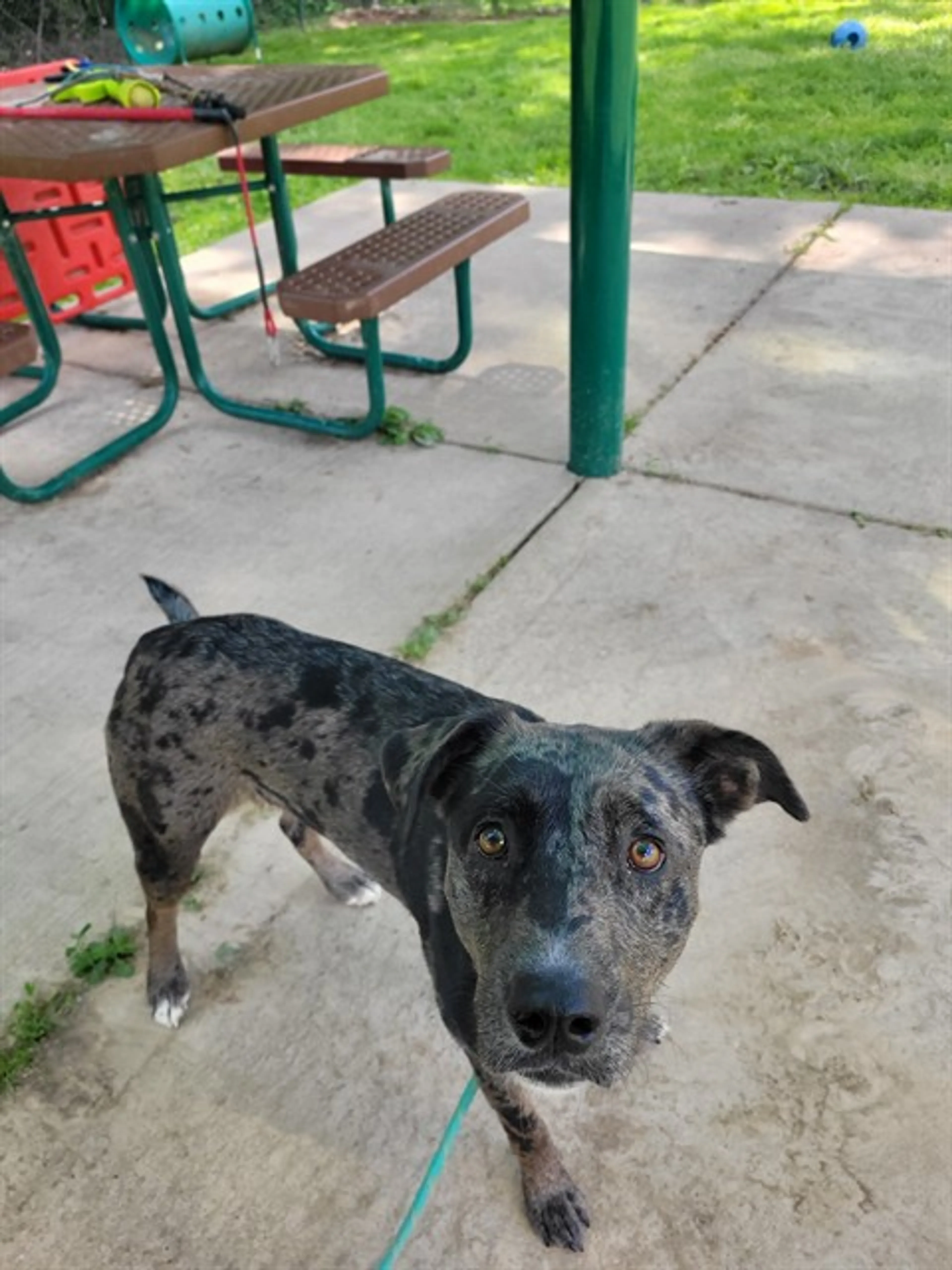 Found pet