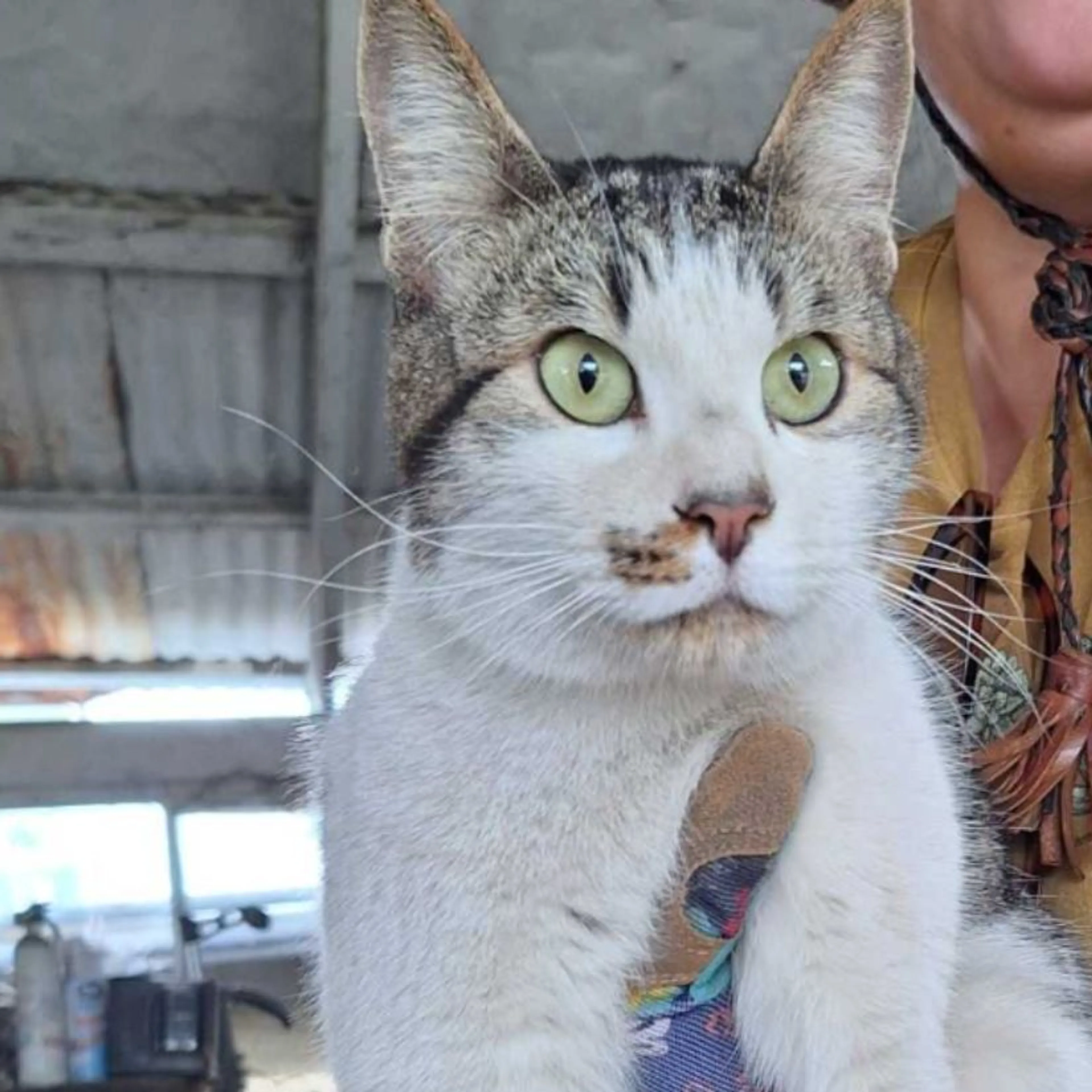 Found pet-0