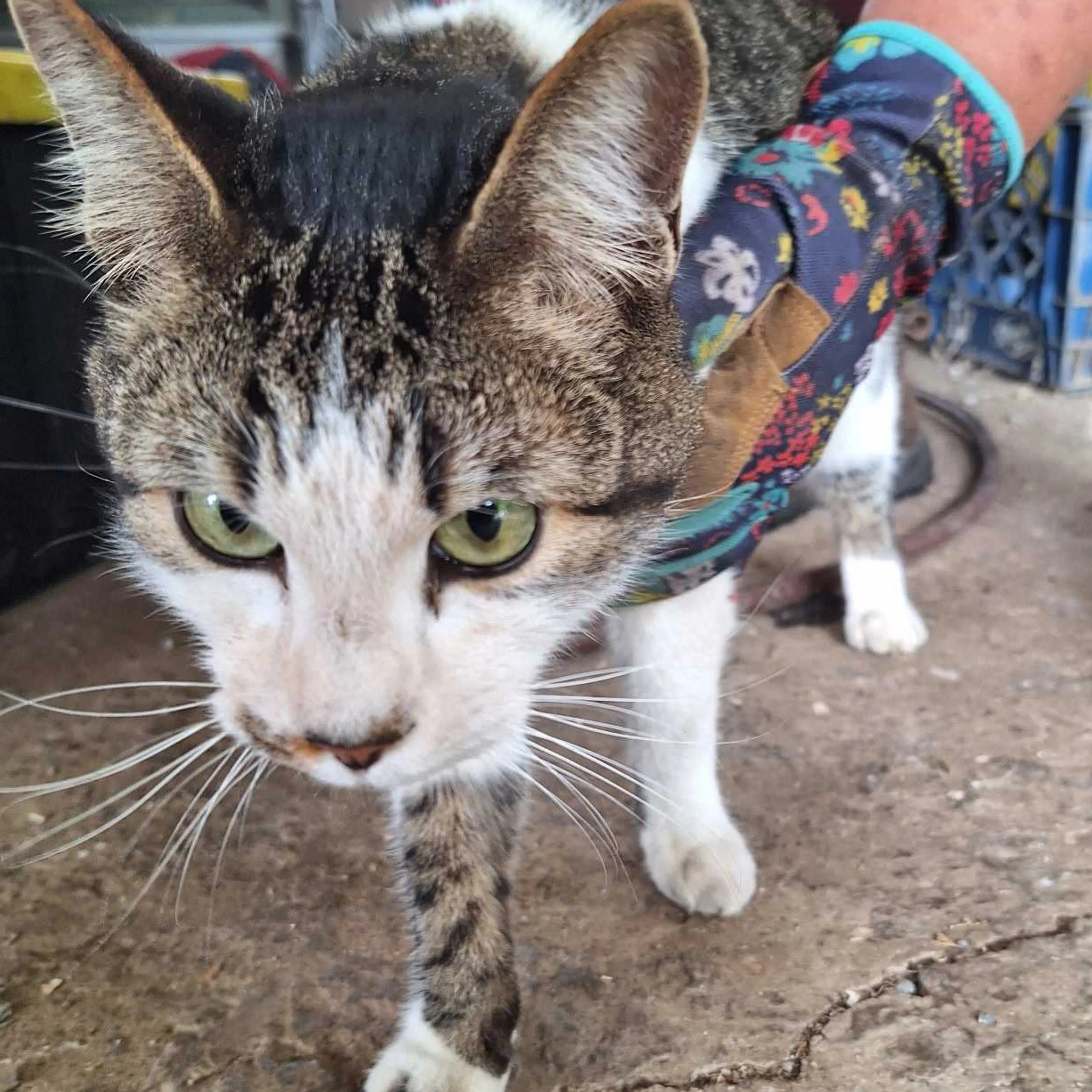 Found pet-1