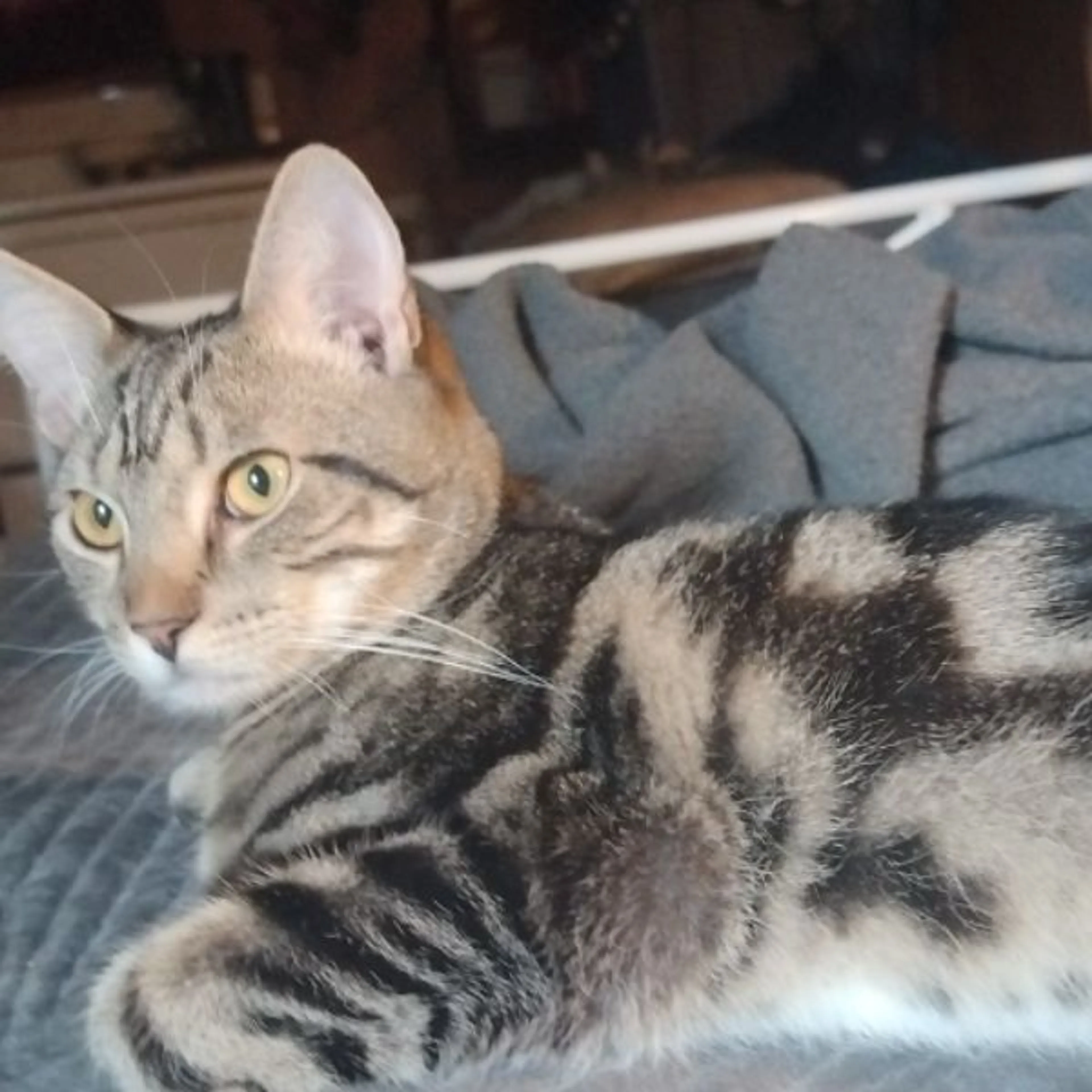 Lost pet
