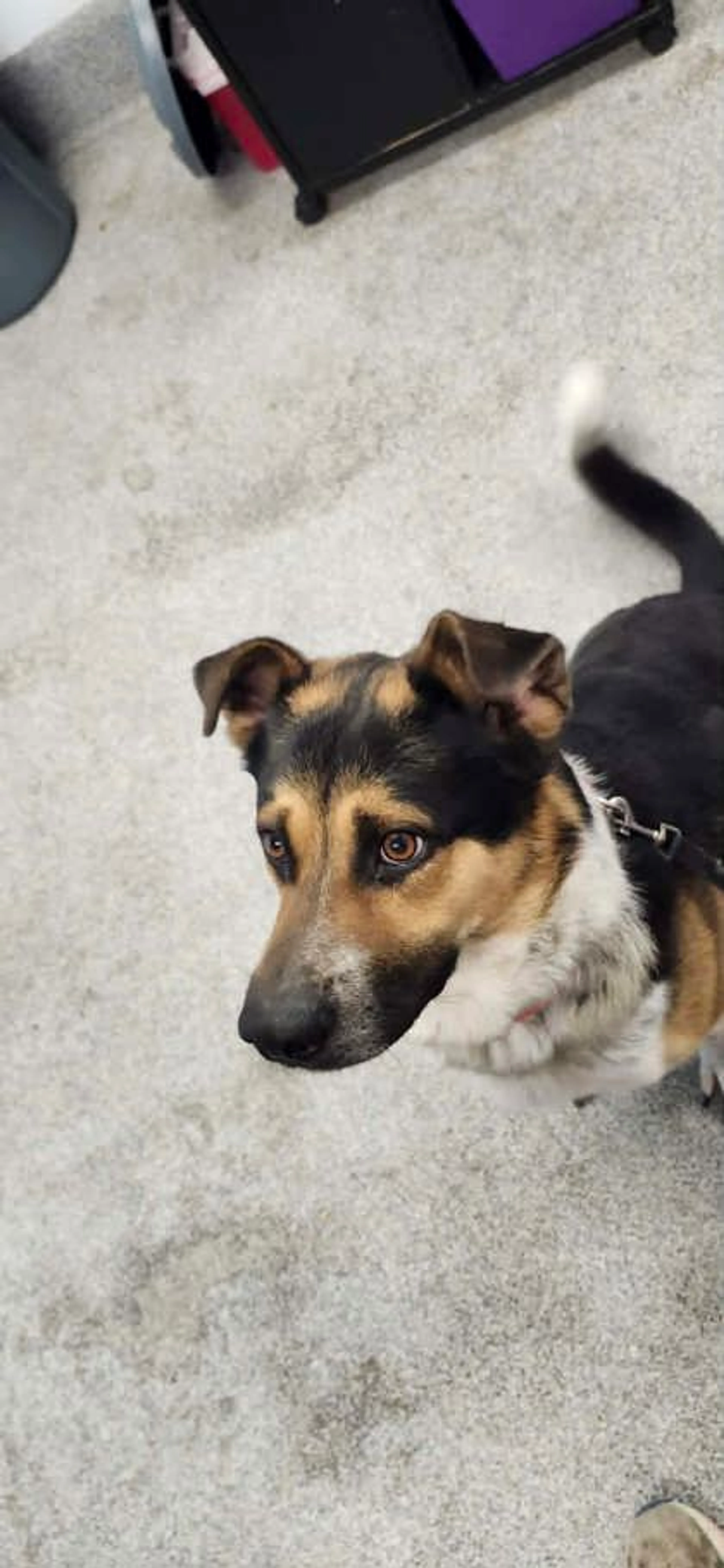 Found pet
