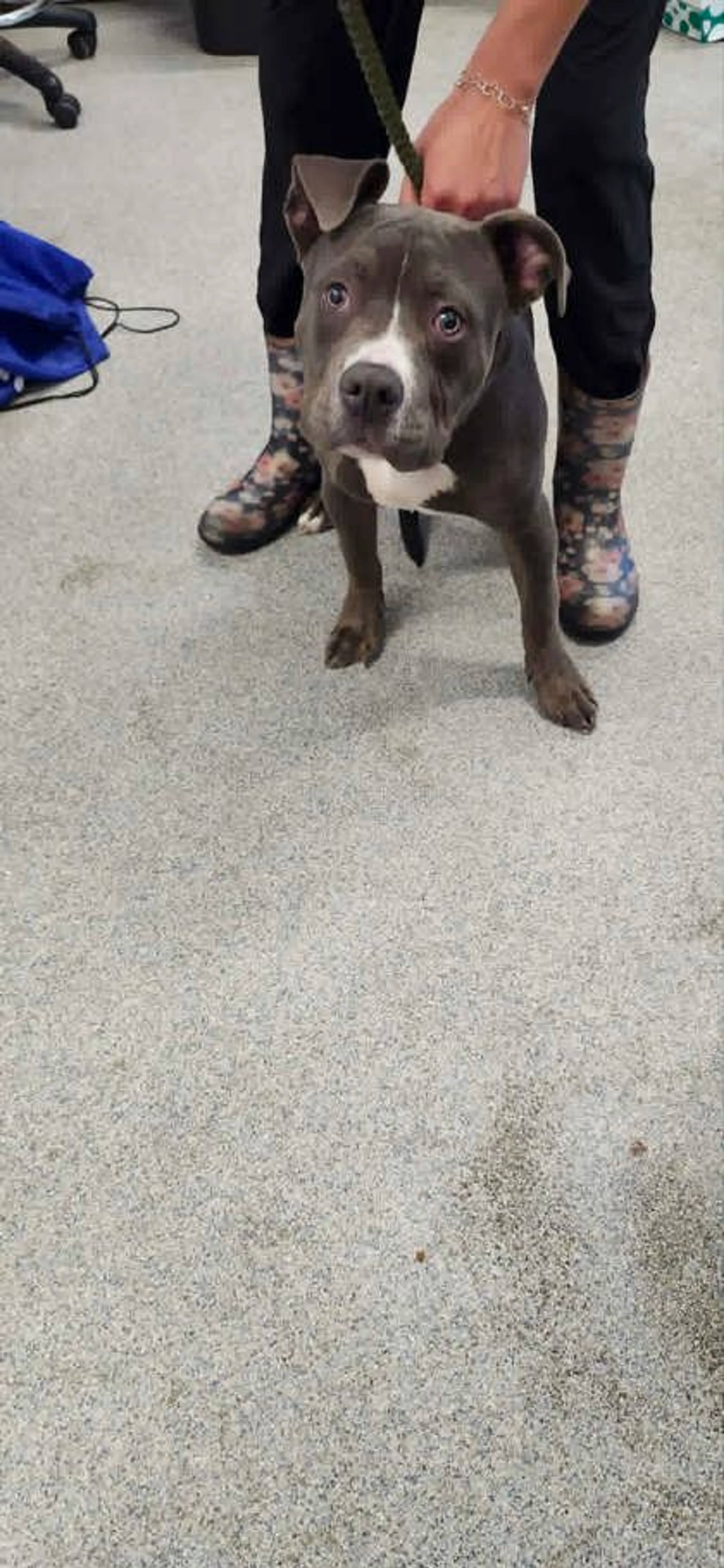 Found pet